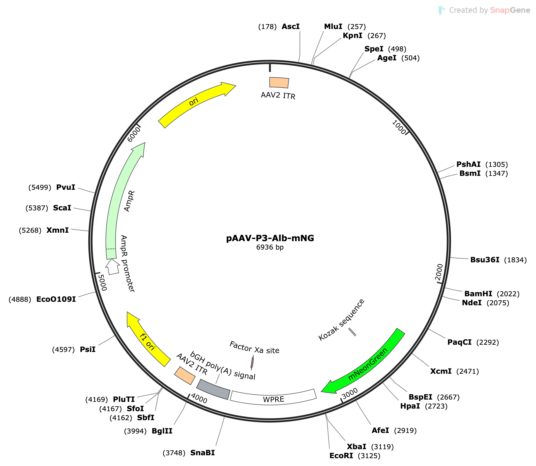 AAV-P3-Alb-mNeonGreen