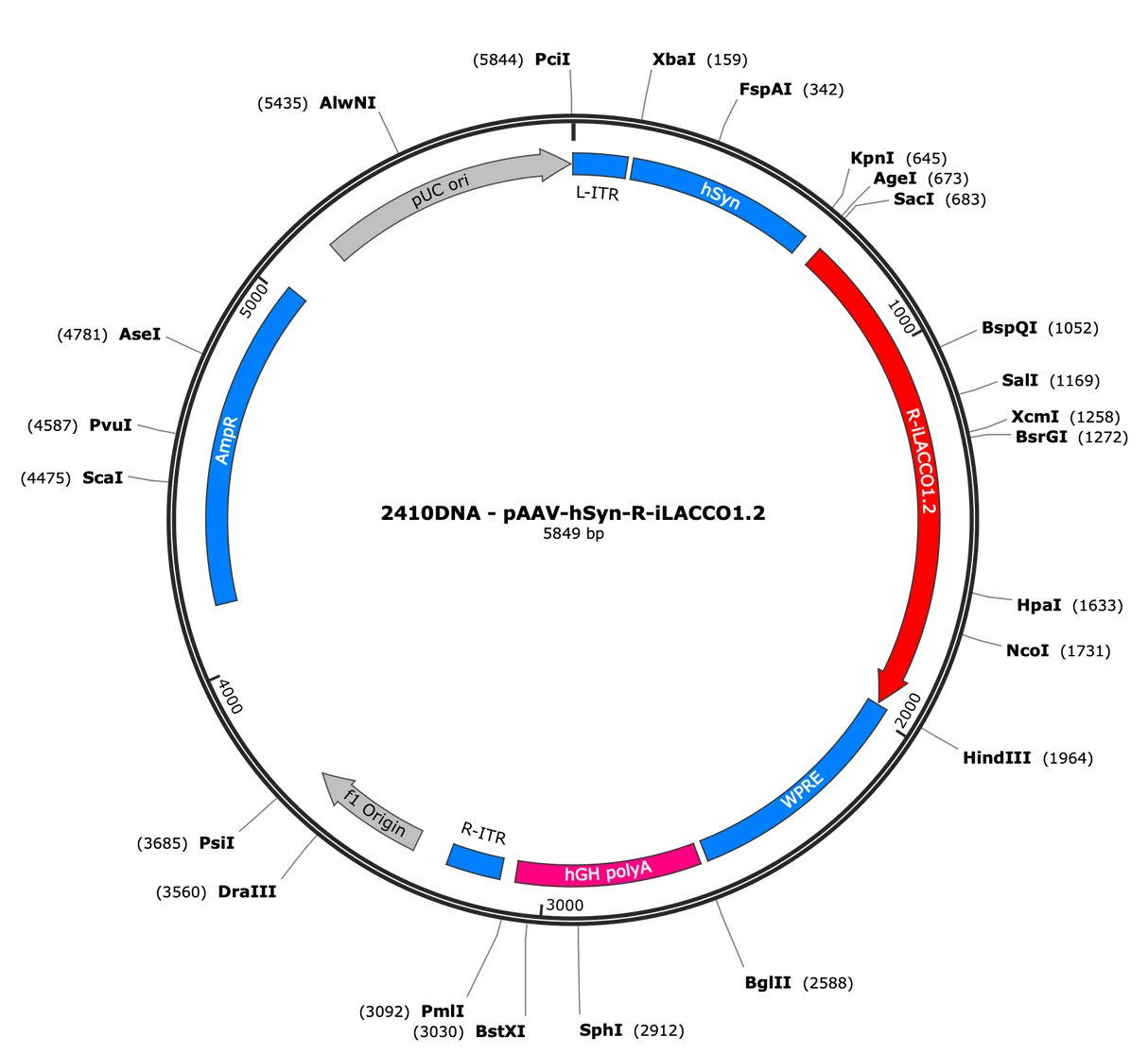 AAV-hSyn-R-iLACCO1.2