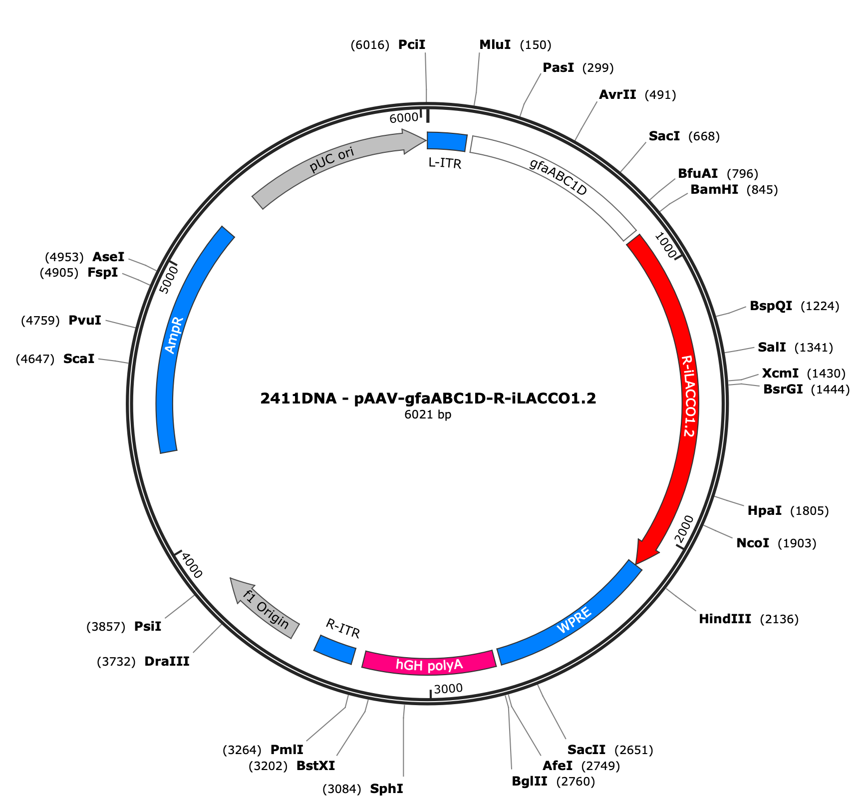 AAV-gfaABC1D-R-iLACCO1.2