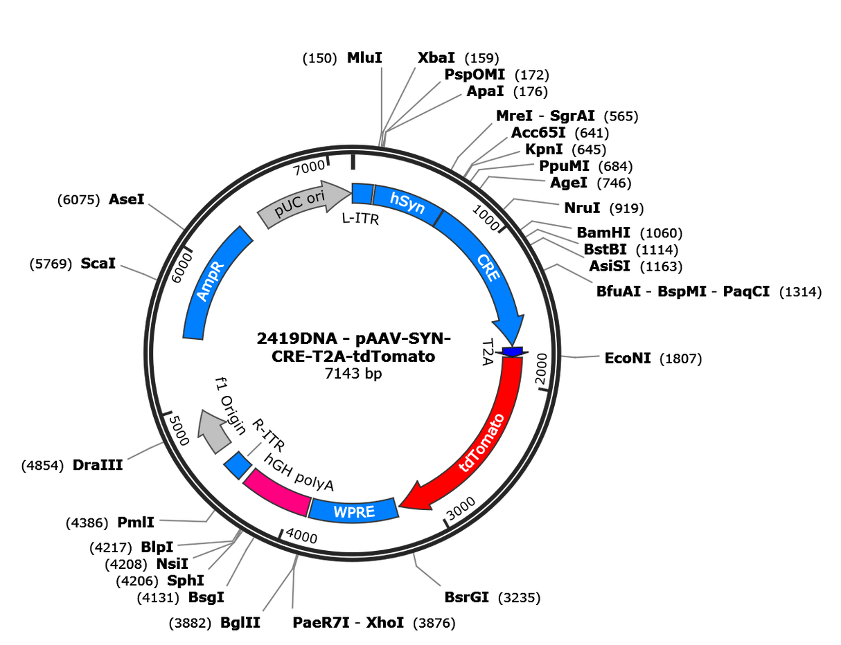 AAV-Syn-Cre-T2A-tdTomato