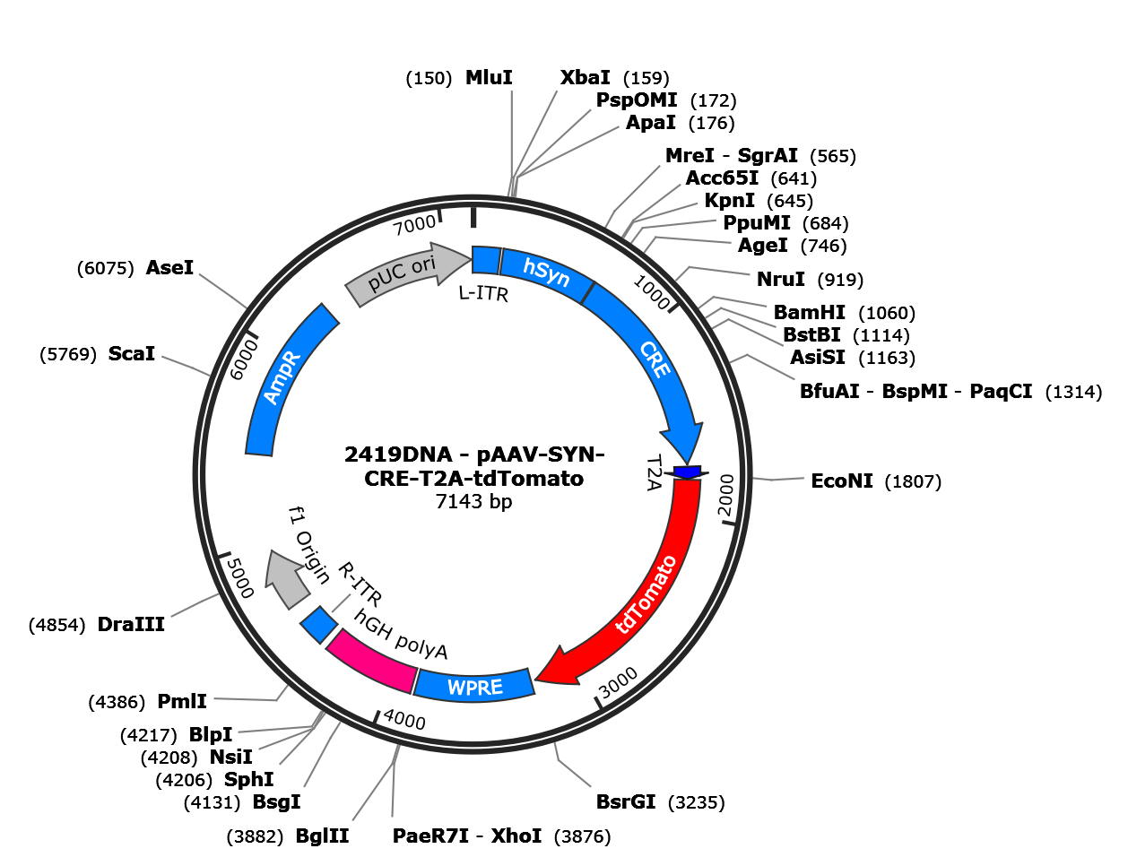 AAV-Syn-Cre-T2A-tdTomato