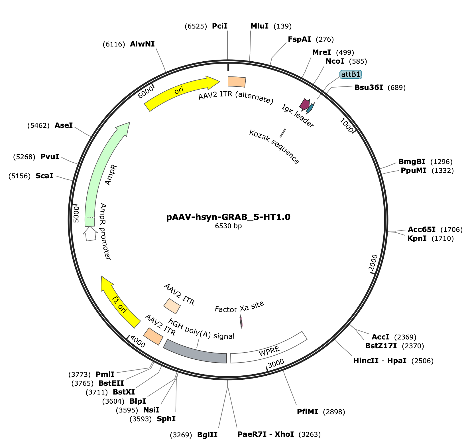 AAV-hSyn-GRAB_5-HT1.0