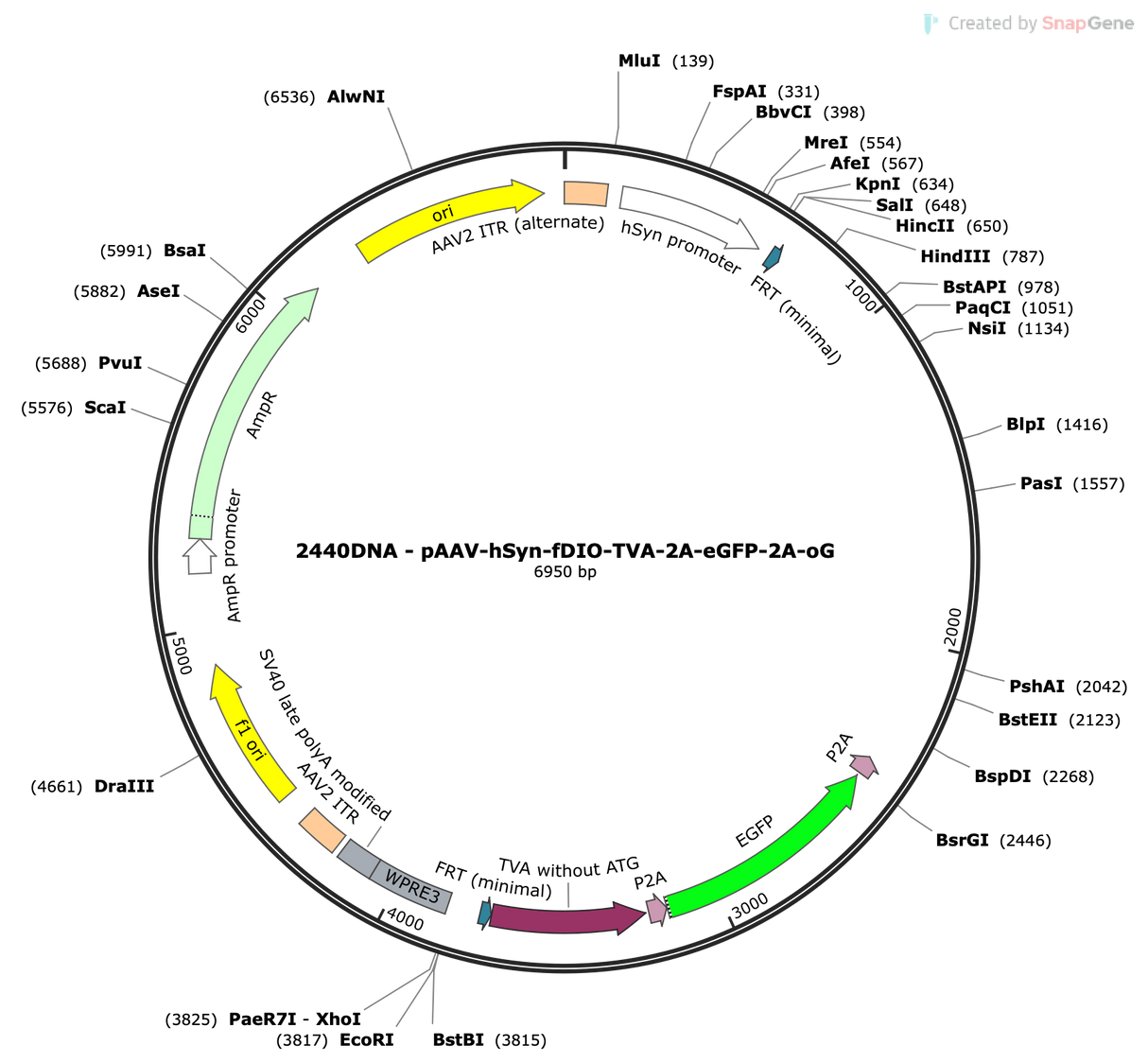 AAV-hSyn-fDIO-TVA-P2A-EGFP-2A-oG