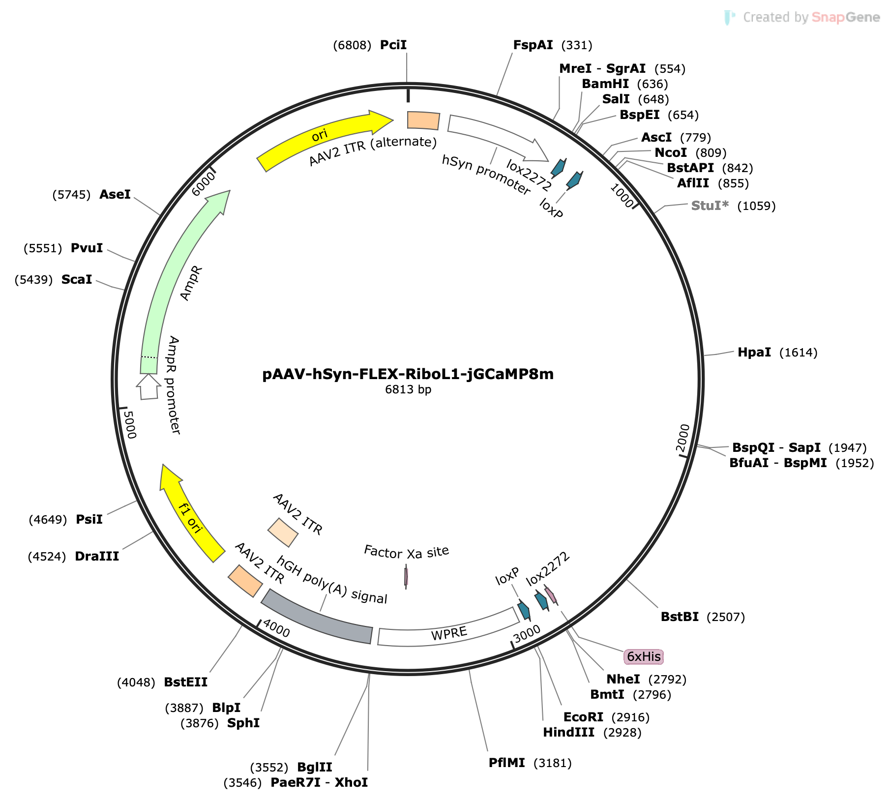 AAV-hSyn-FLEX-RiboL1-jGCaMP8m