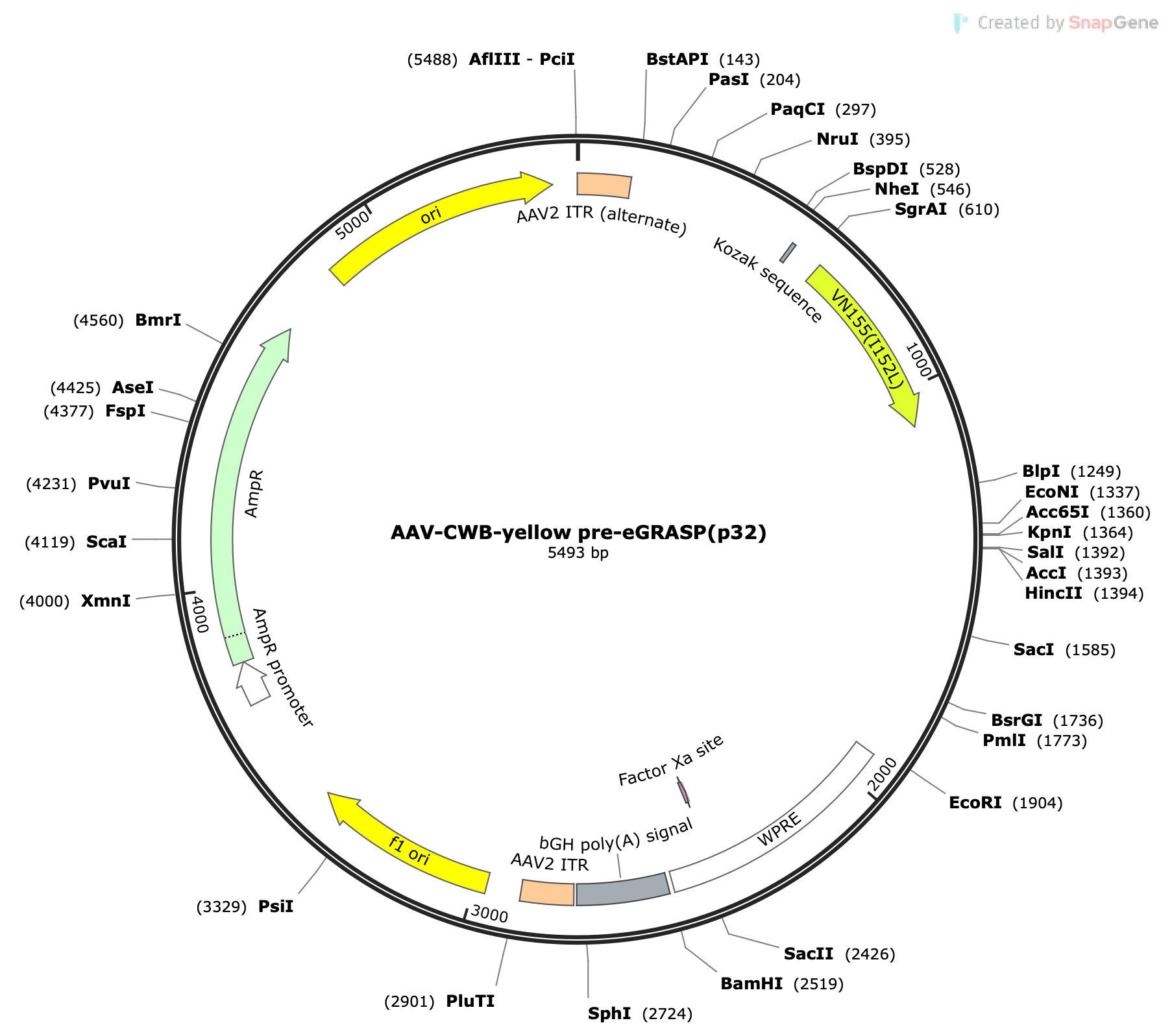 AAV-CWB-yellow pre-eGRASP(p32)