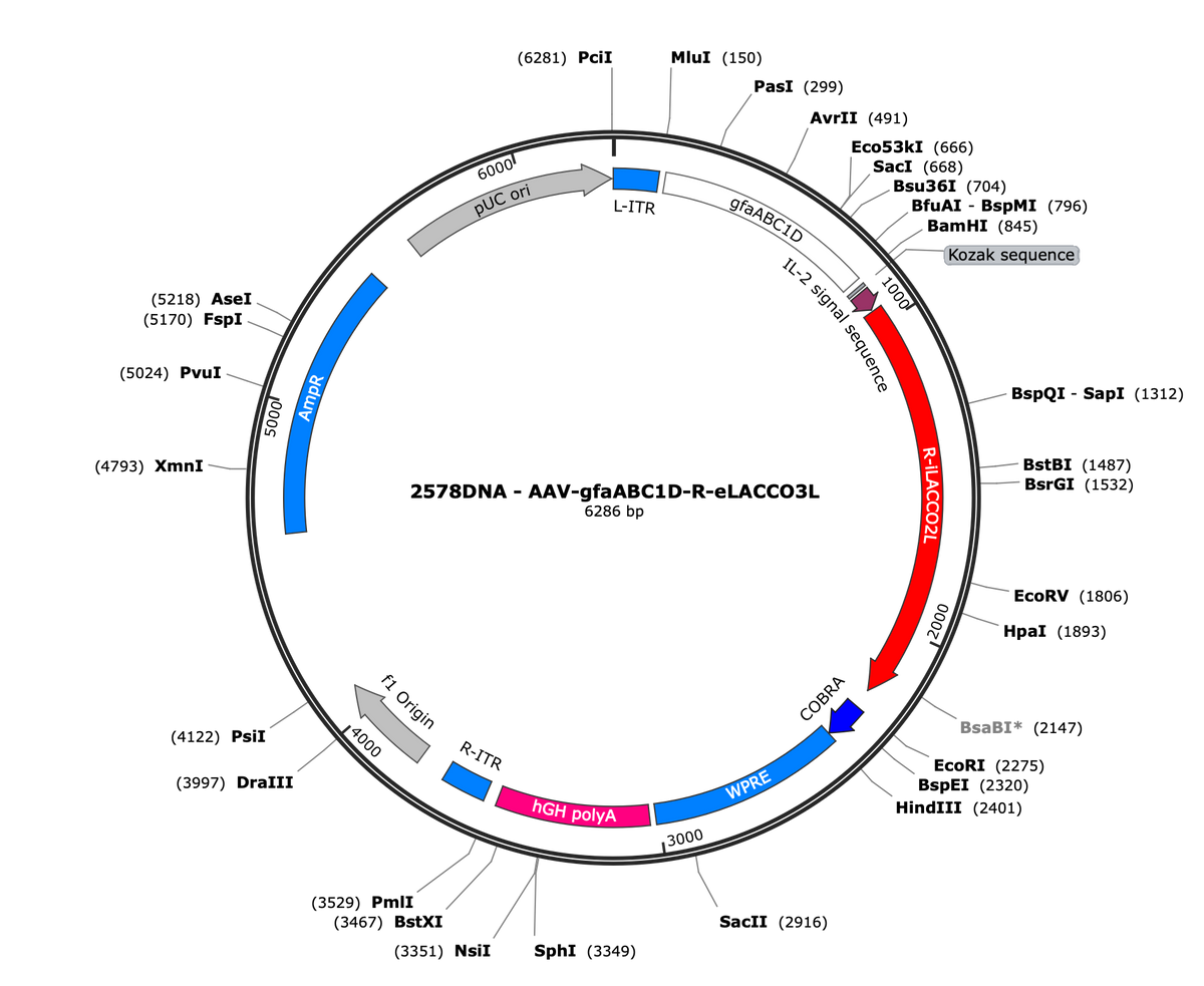 AAV-gfaABC1D-R-eLACCO3L