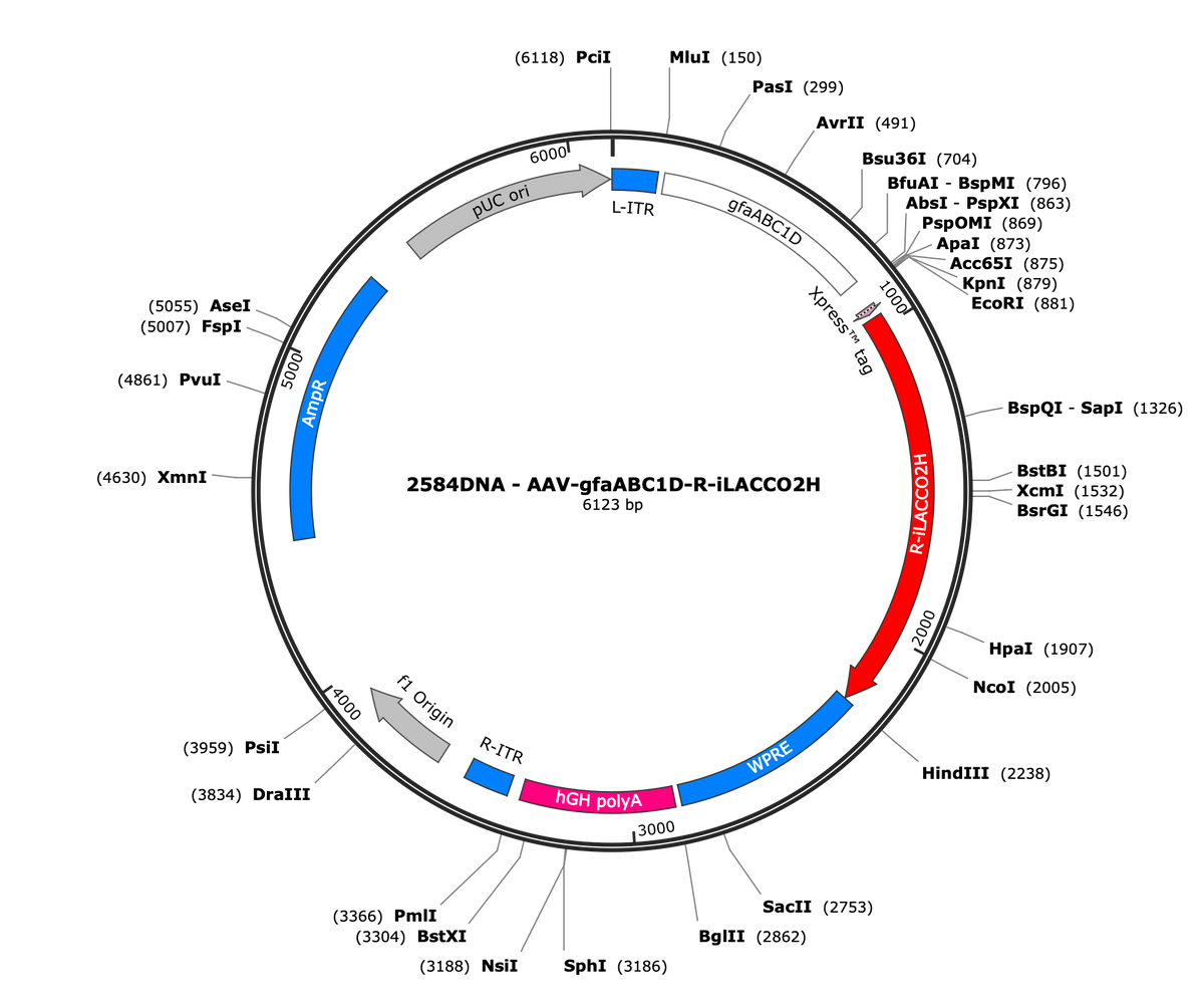 AAV-gfaABC1D-R-iLACCO2H
