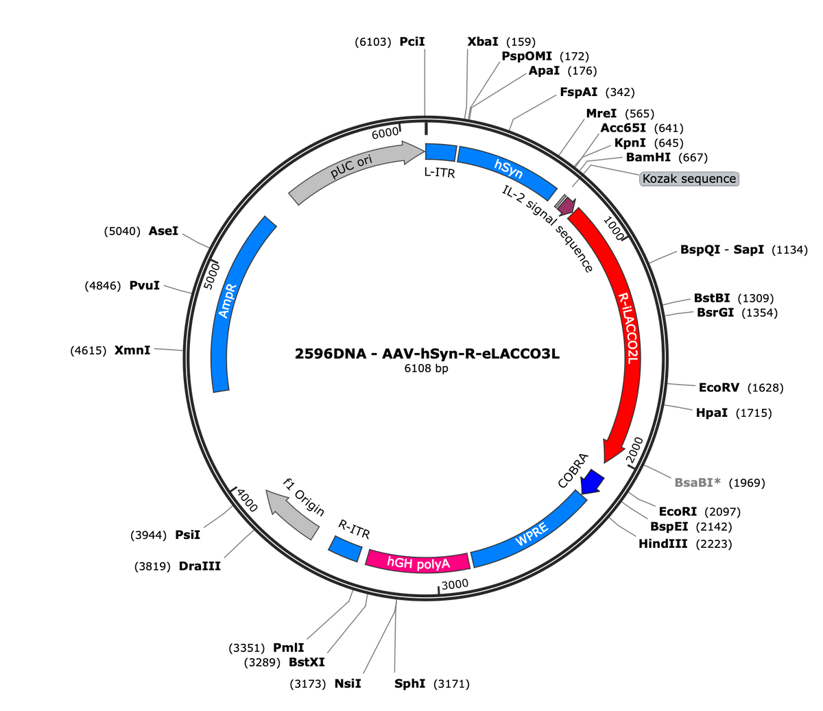 AAV-hSyn-R-eLACCO3L