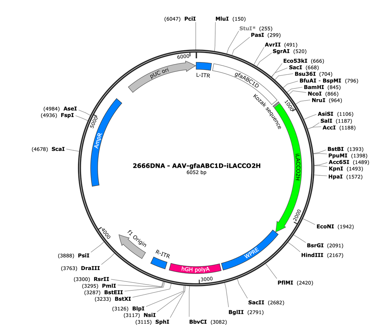 AAV-gfaABC1D-iLACCO2H
