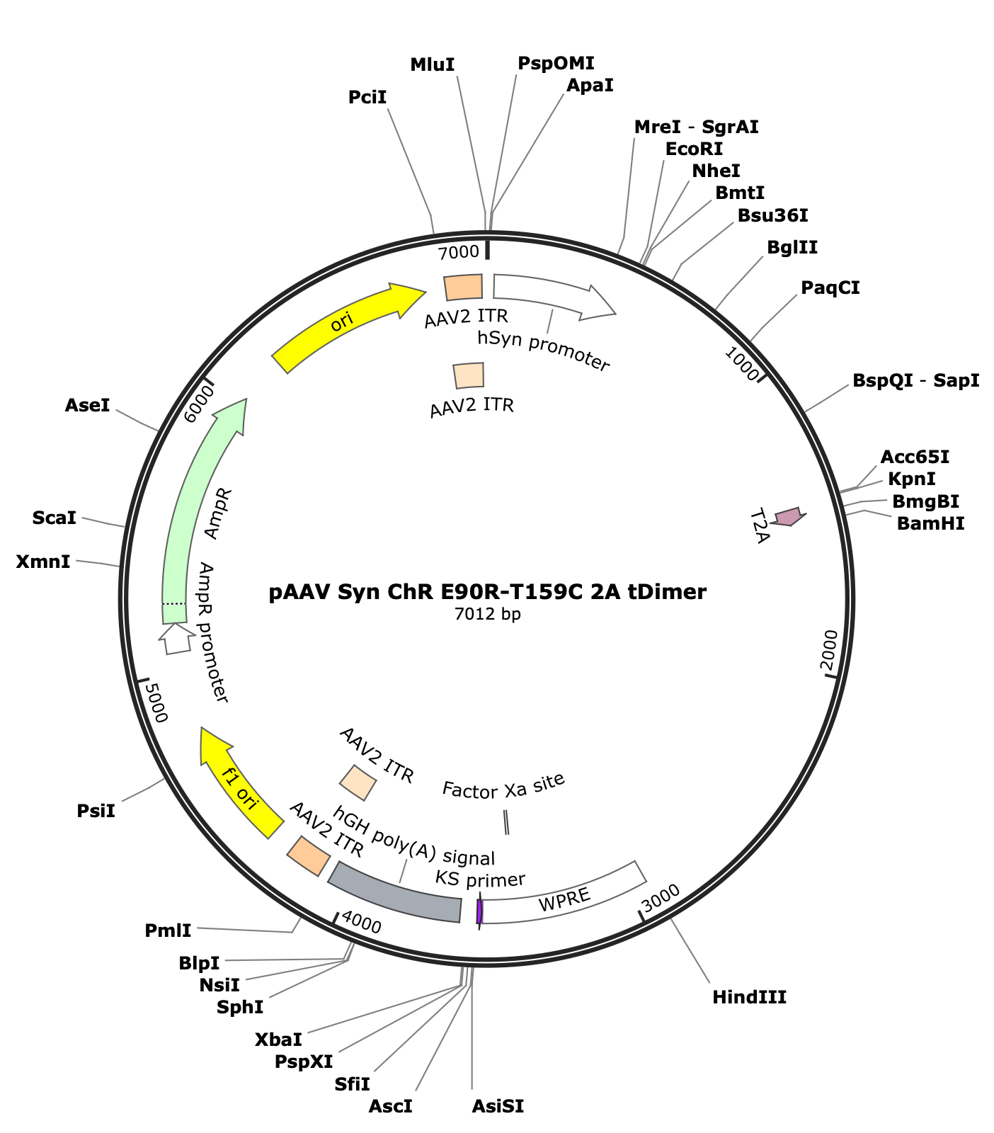 AAV-Syn-ChR-E90R-T159C-2A-tDimer-(fastChloC)