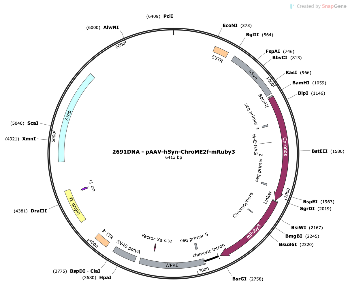 AAV-hSyn-ChroME2f-mRuby3