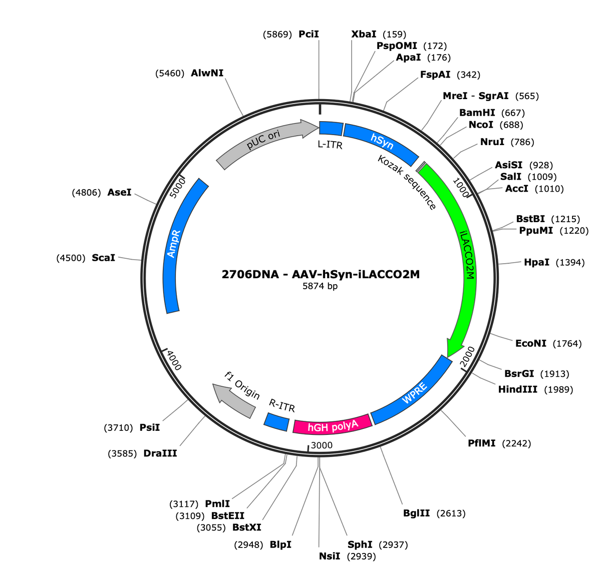 AAV-hSyn-iLACCO2M