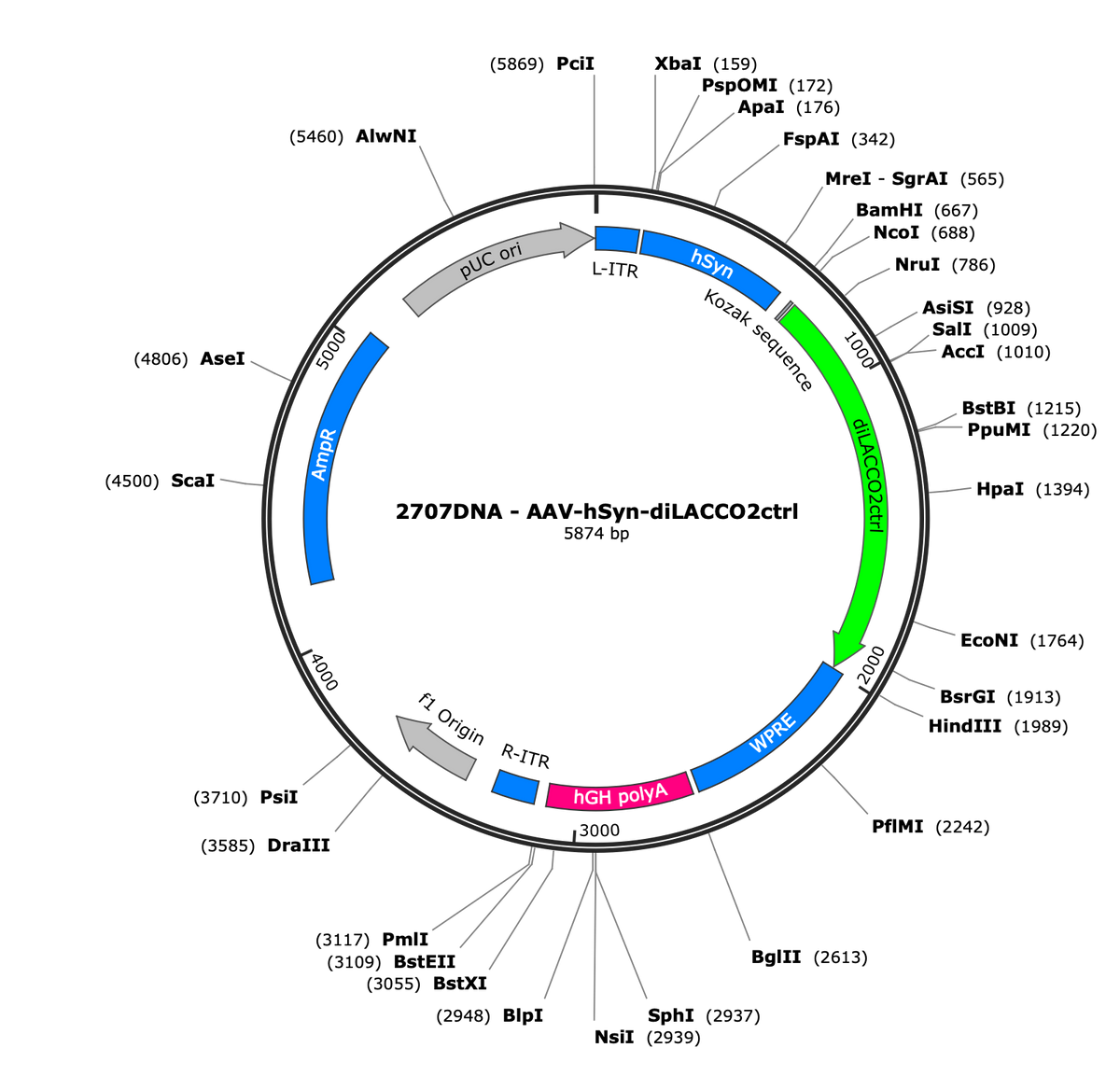 AAV-hSyn-diLACCO2ctrl