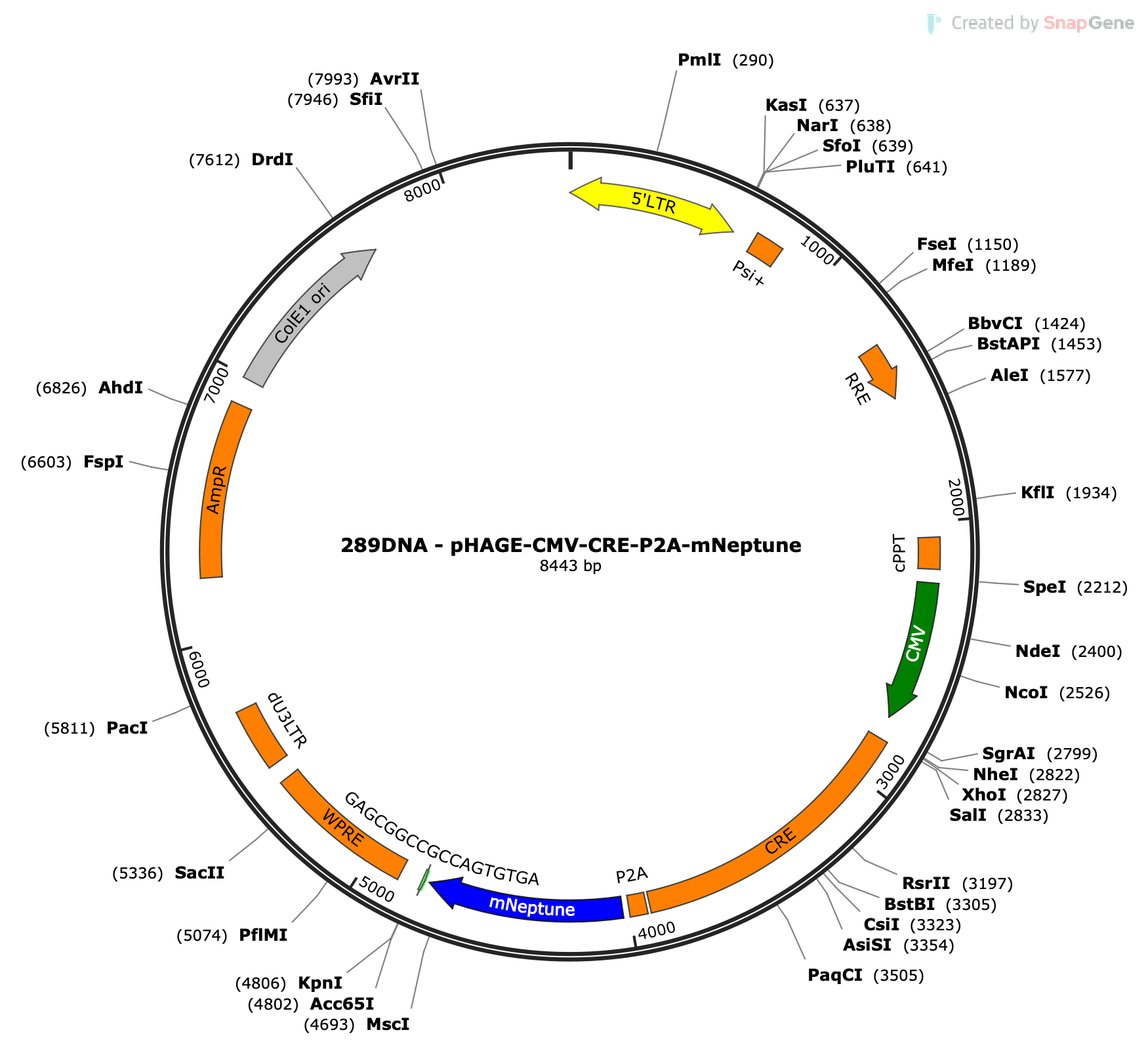 Lenti-CMV-CRE-P2A-mNeptune