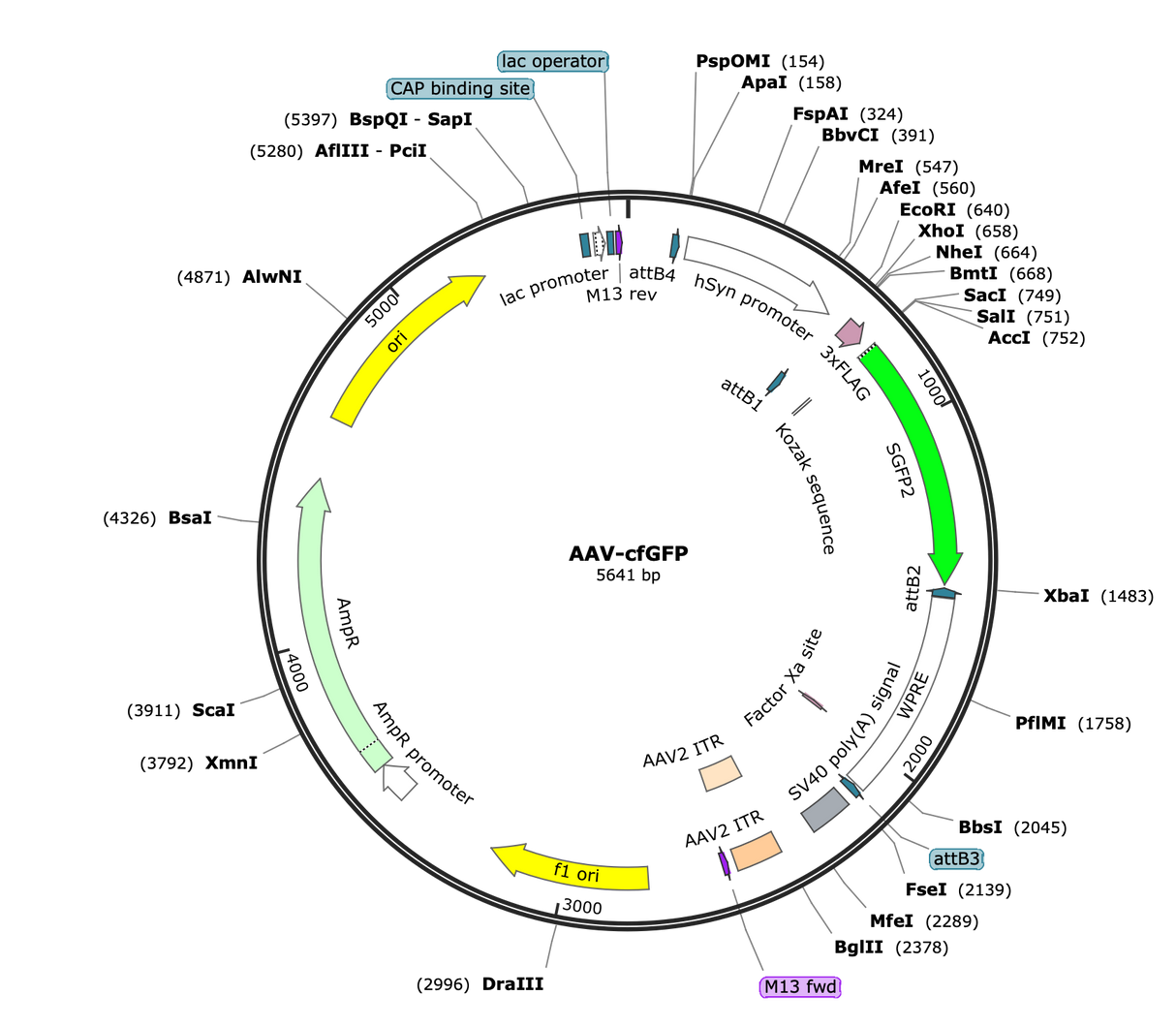 AAV-Syn-cfGFP
