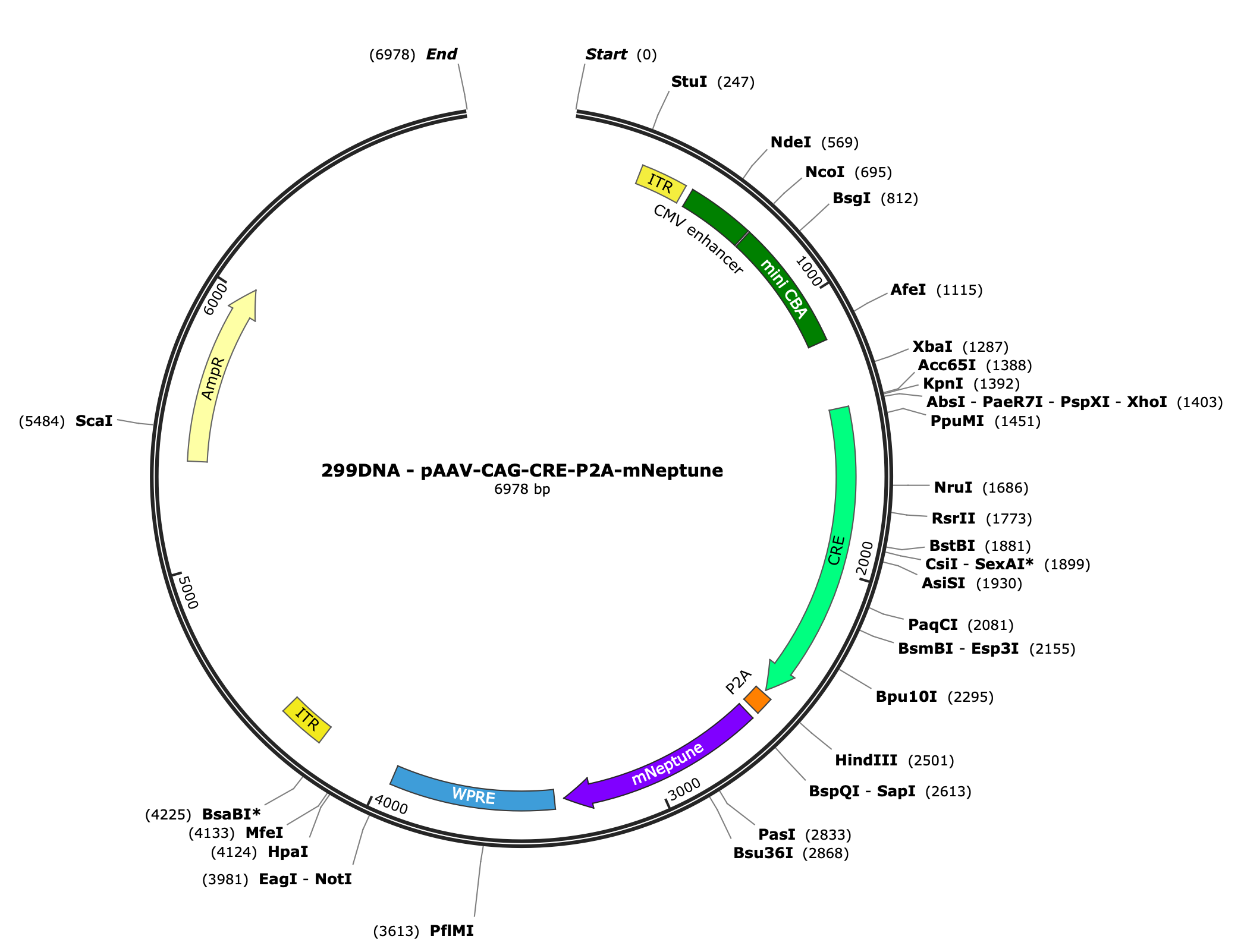 AAV-CAG-CRE-P2A-mNeptune