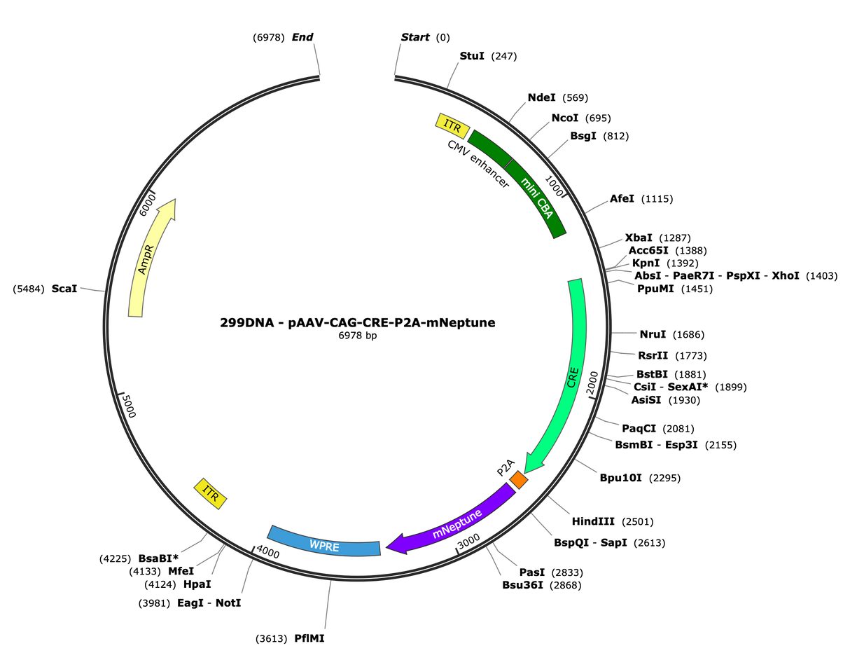 AAV-CAG-CRE-P2A-mNeptune
