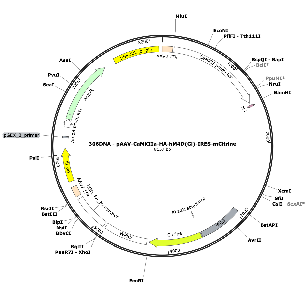 AAV-CaMKIIa-HA-hM4D(Gi)-IRES-mCitrine