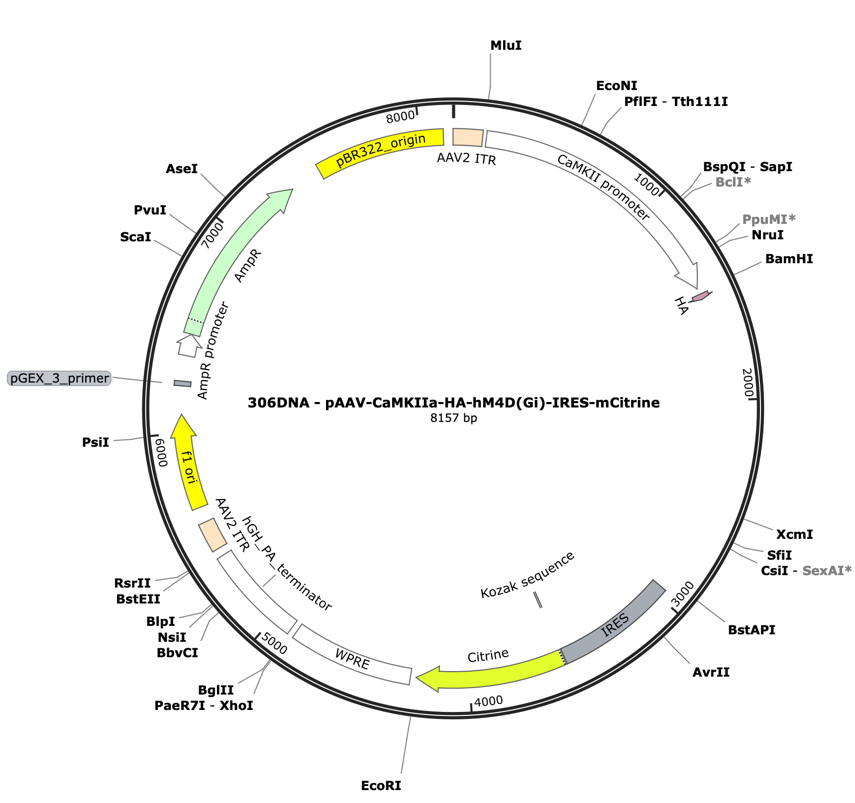 AAV-CaMKIIa-HA-hM4D(Gi)-IRES-mCitrine