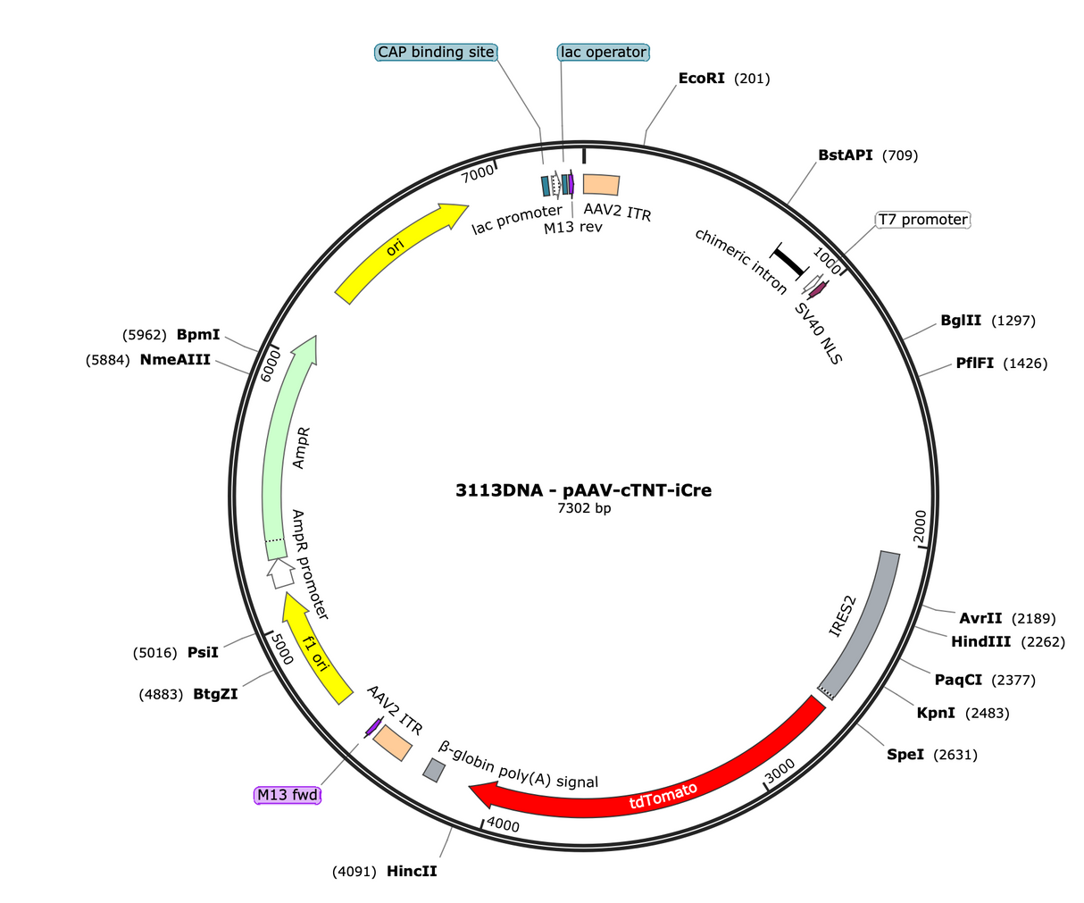 AAV-cTNT-iCre-IRES-tdTomato