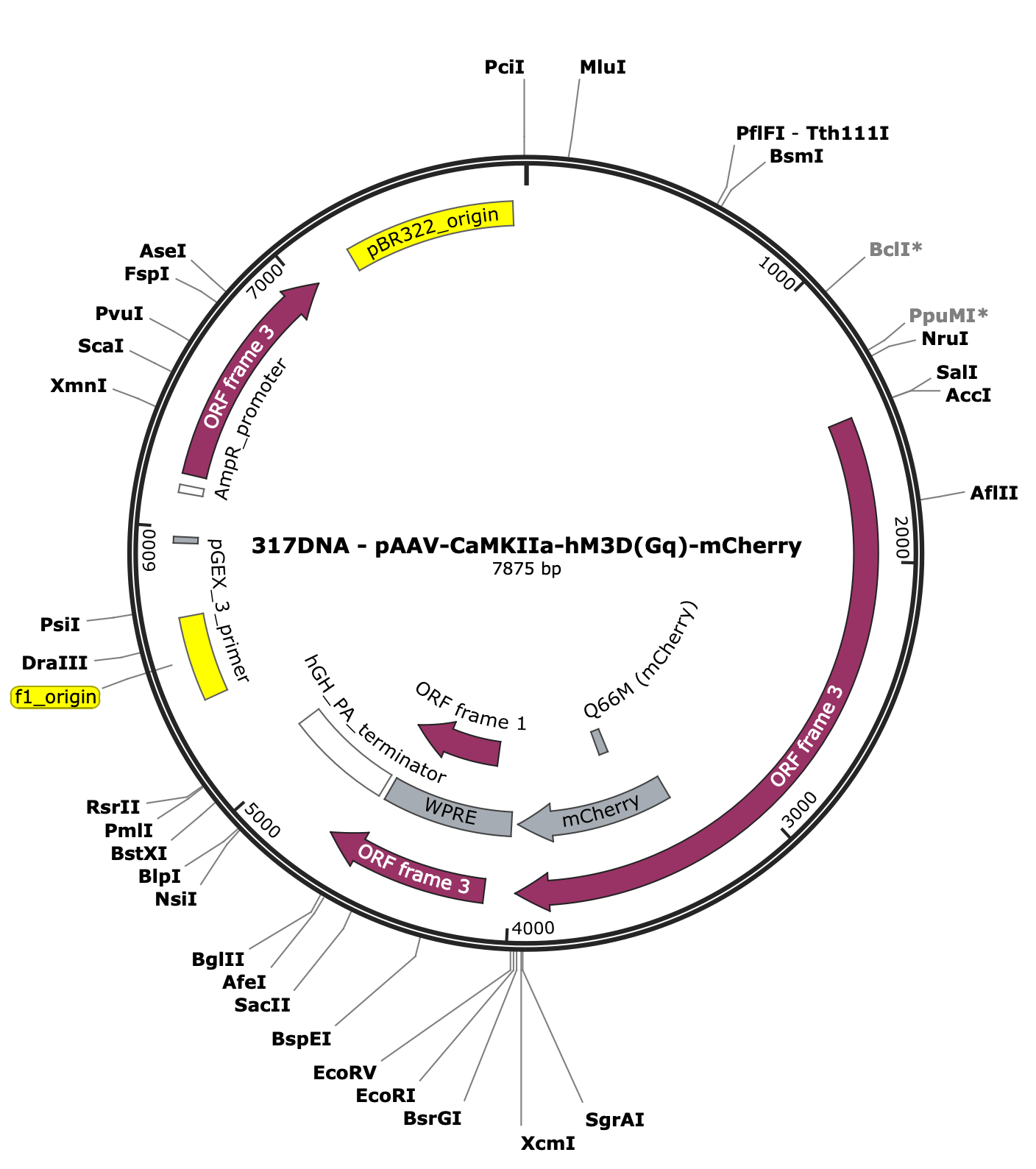 AAV-CaMKIIa-hM3D(Gq)-mCherry