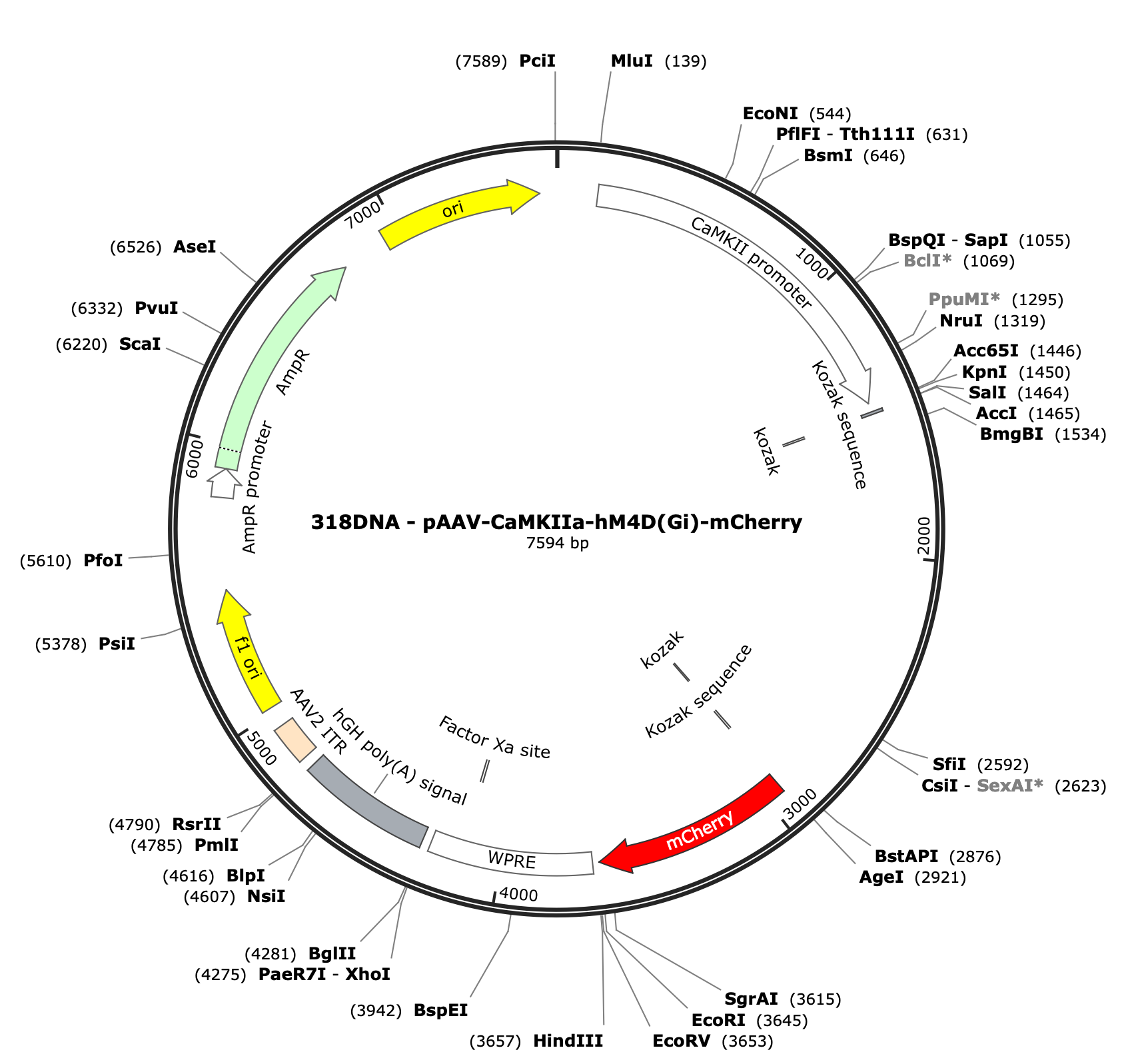 AAV-CaMKIIa-hM4D(Gi)-mCherry