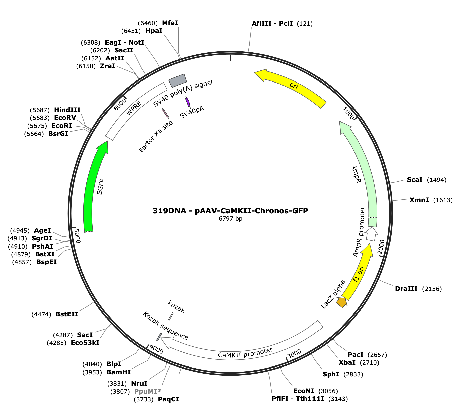 AAV-CaMKII-Chronos-GFP