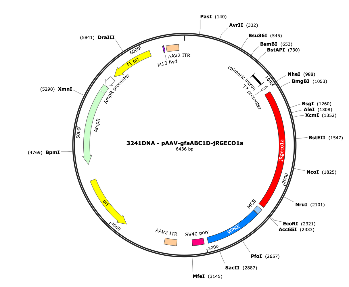 AAV-gfaABC1D-jRGECO1a
