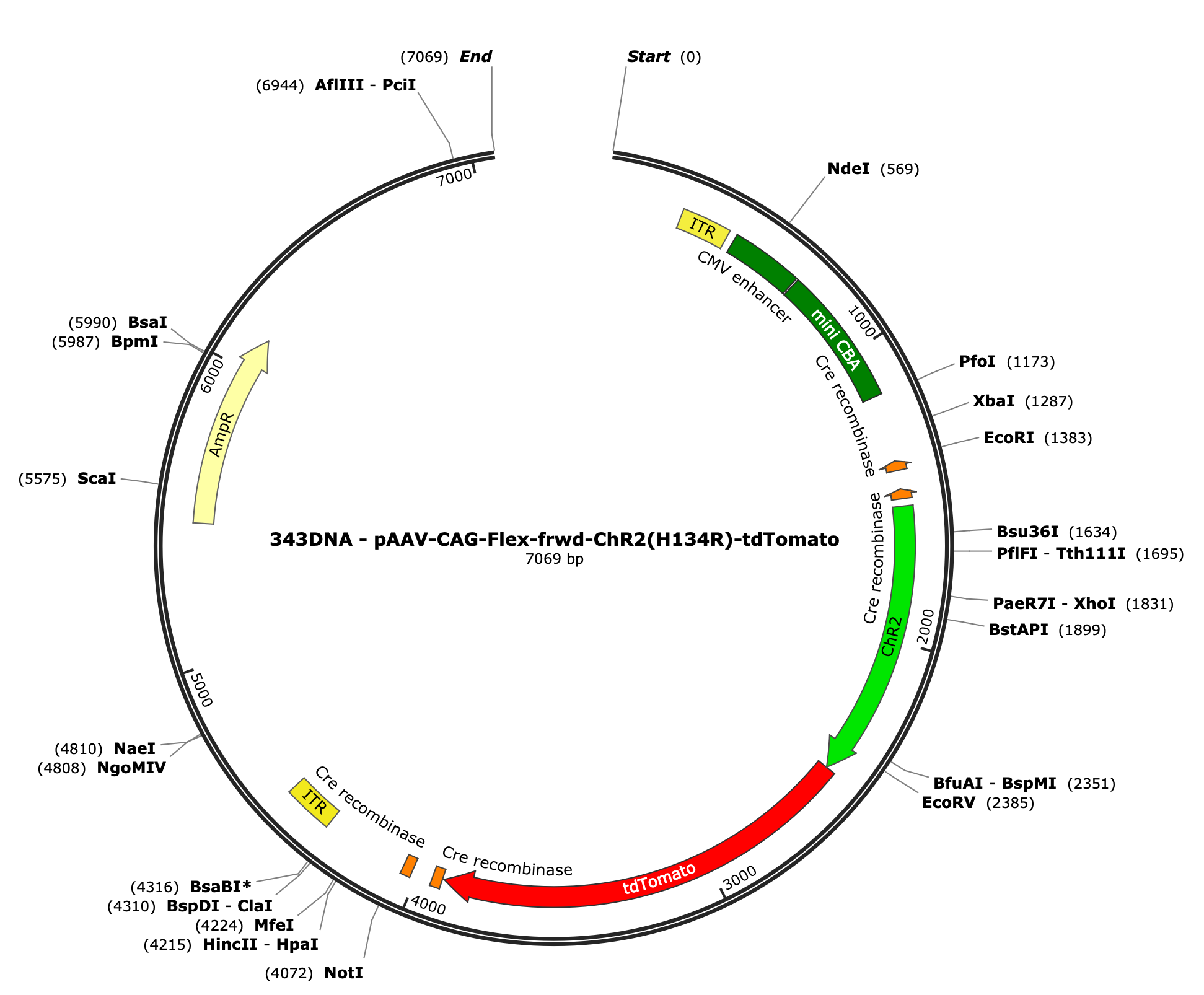 AAV-CAG-Flex-fwd-ChR2(H134R)-tdTomato