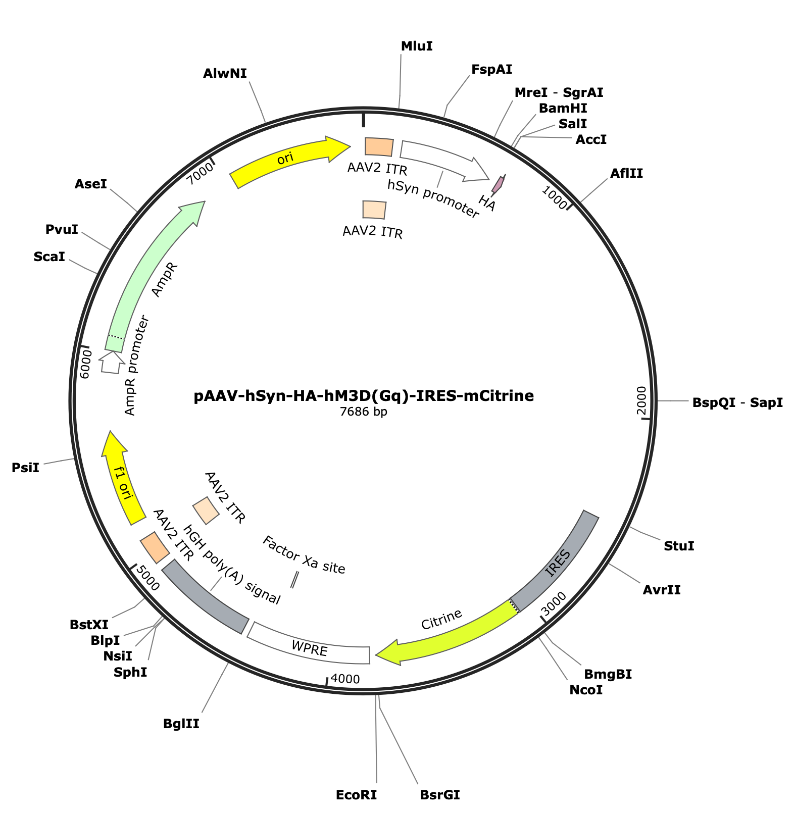 AAV-hSyn-HA-hM3D(Gq)-IRES-mCitrine