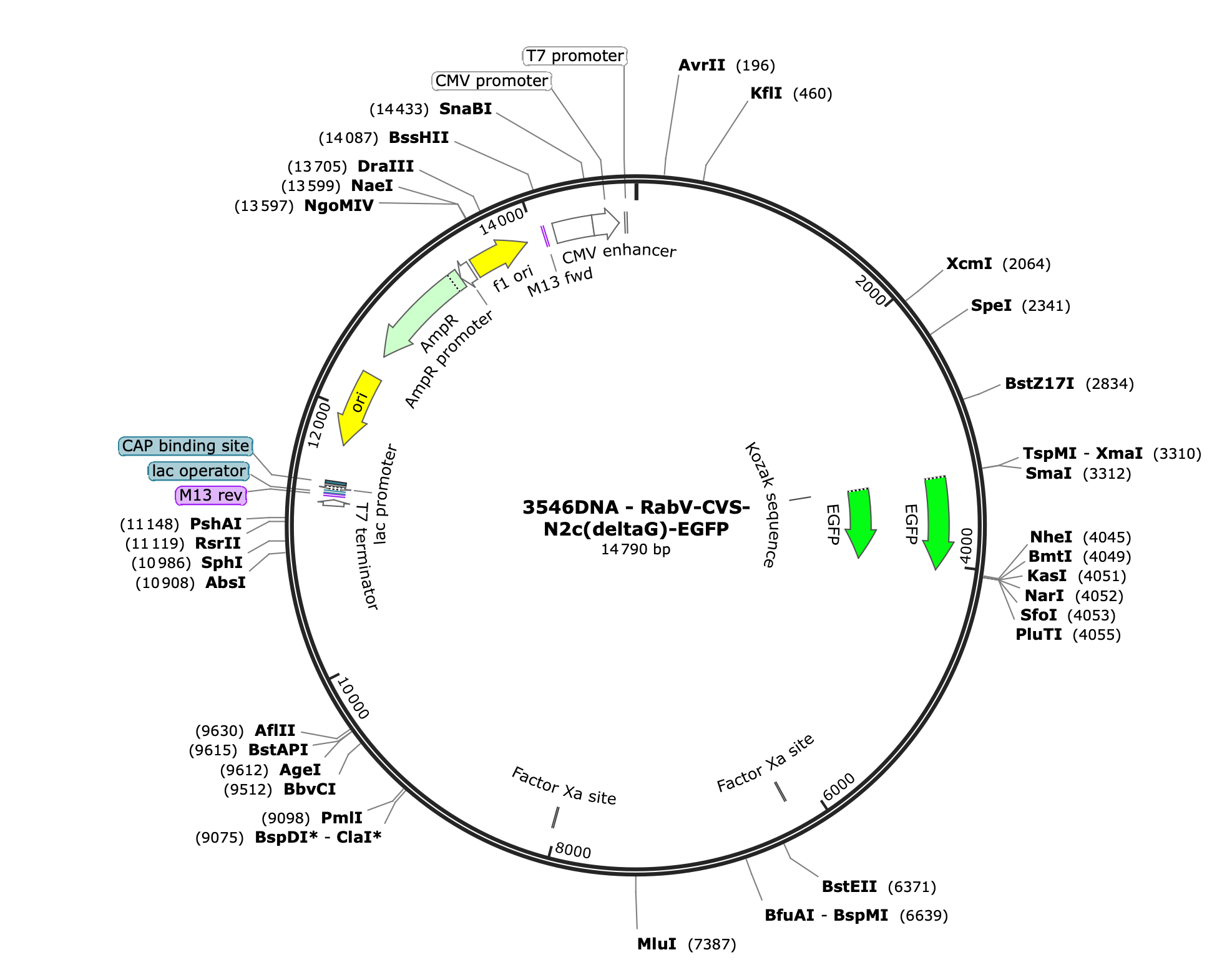 CVS-N2c(deltaG)-eGFP