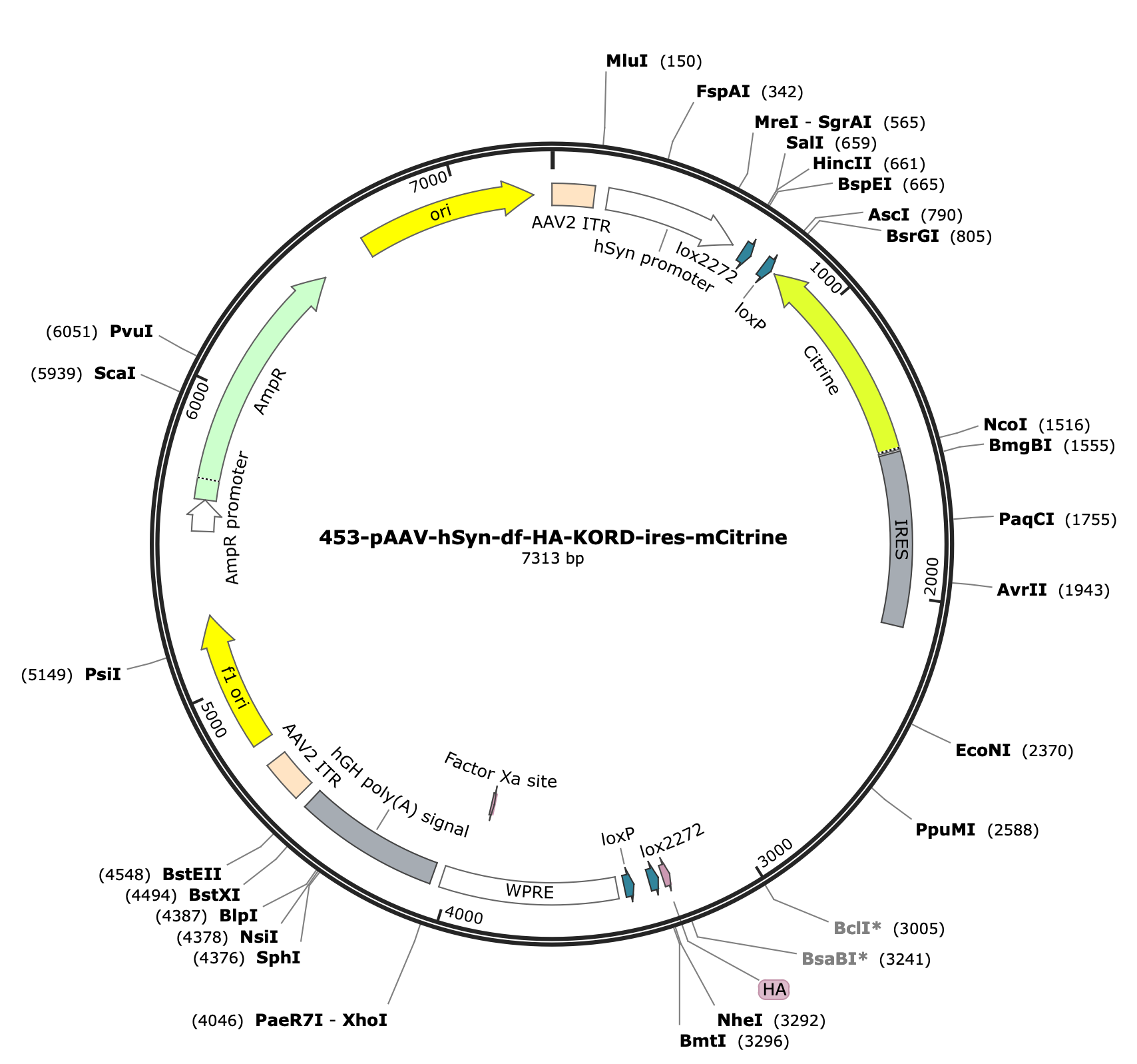 AAV-hSyn-df-HA-KORD-ires-mCitrine