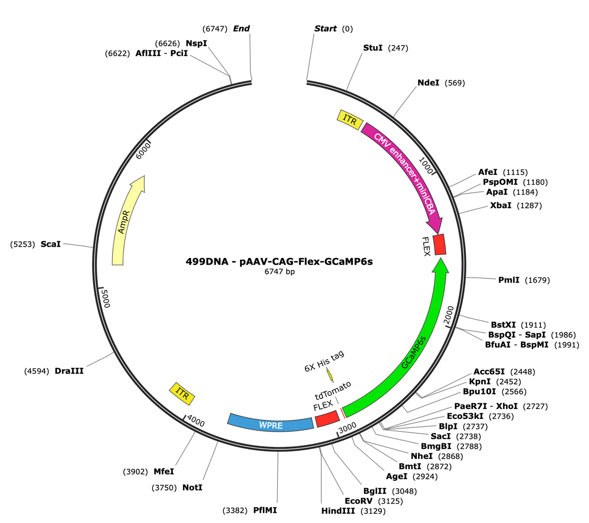 AAV-CAG-Flex-GCaMP6s