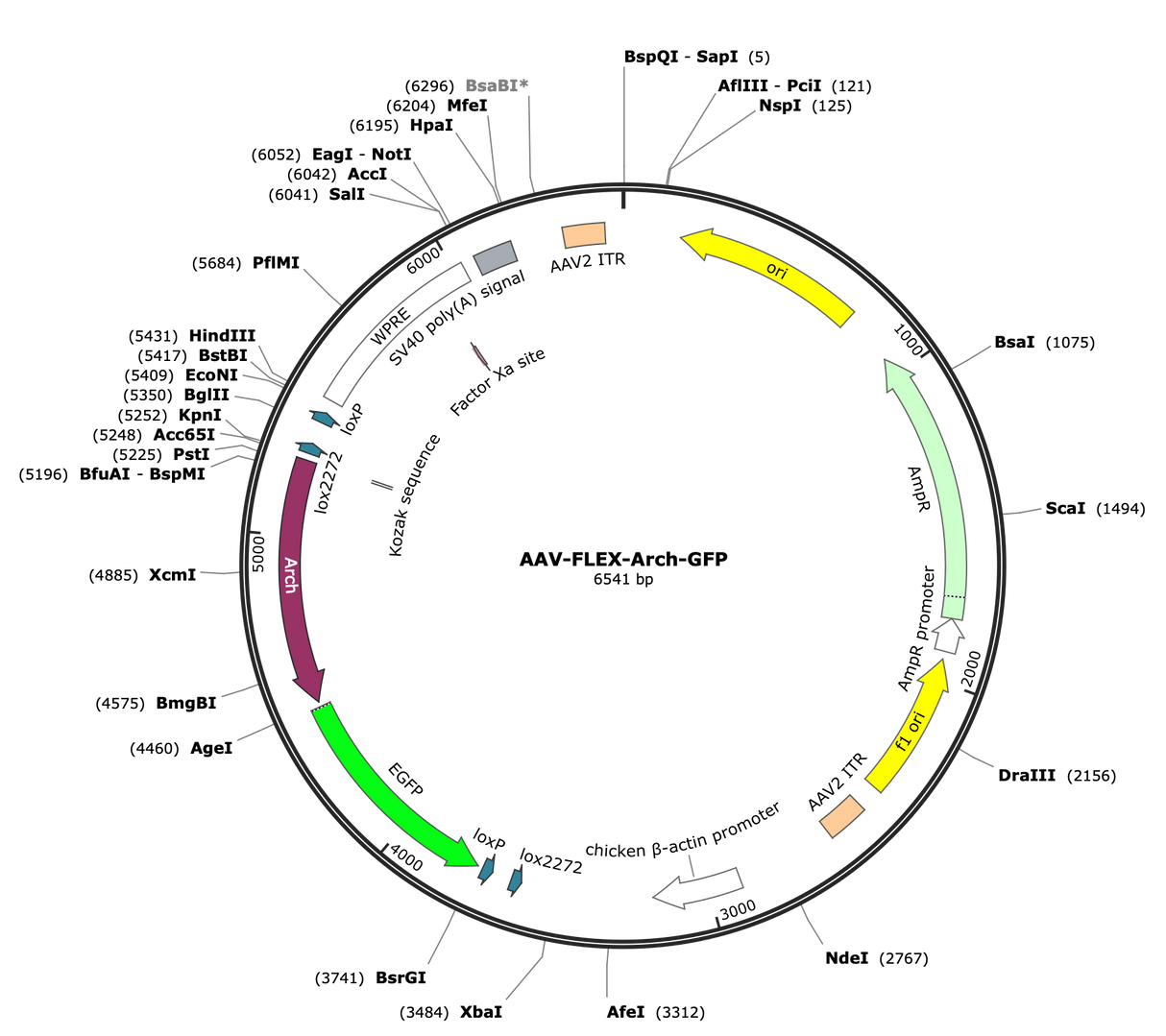 AAV-CAG-flex-Arch-GFP