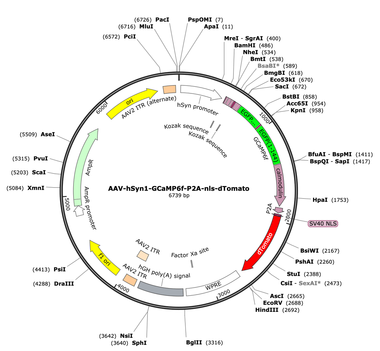 AAV-hSyn-GCaMP6f-P2A-nls-dTomato