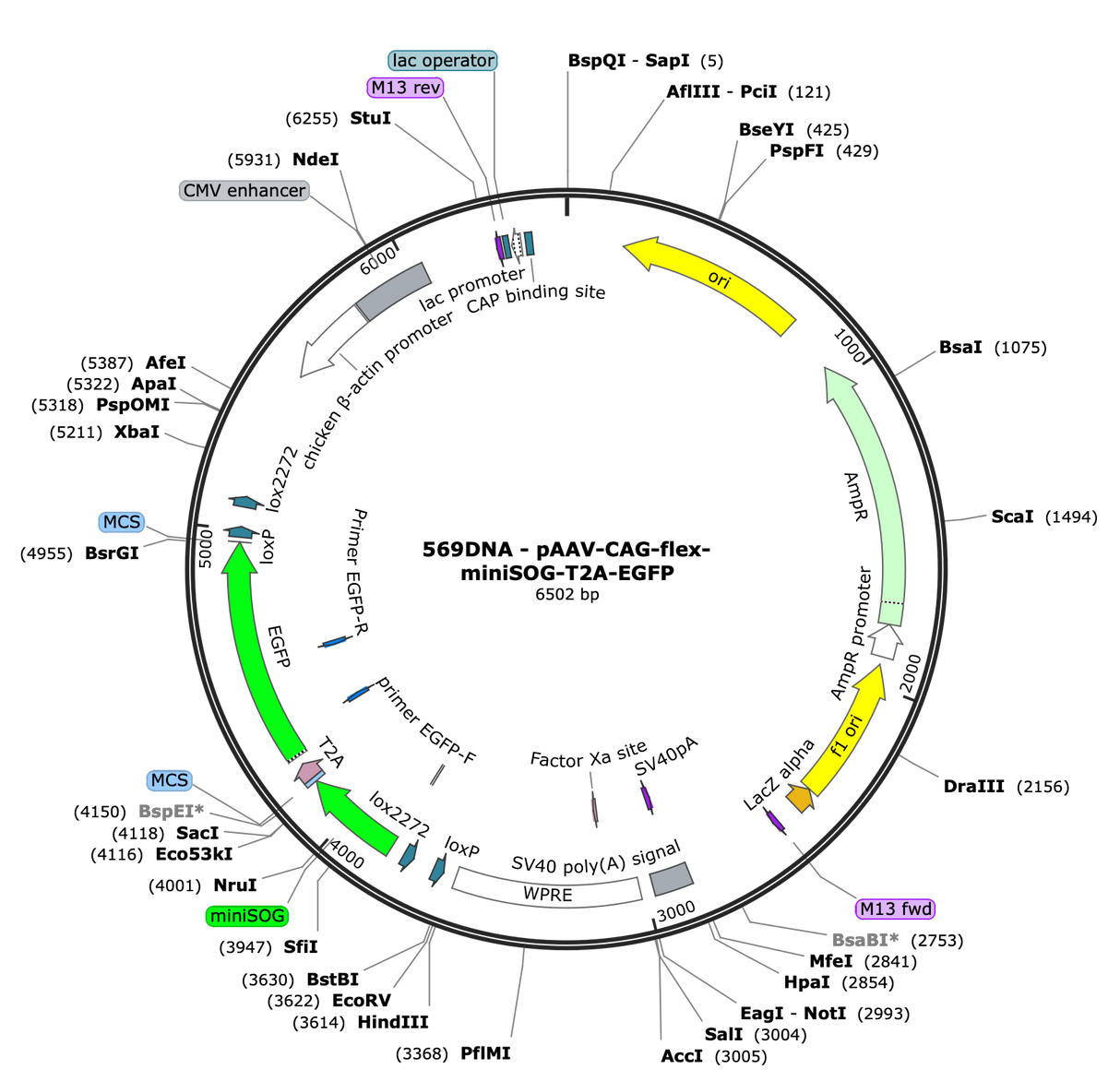AAV-CAG-Flex-miniSOG-T2A-eGFP