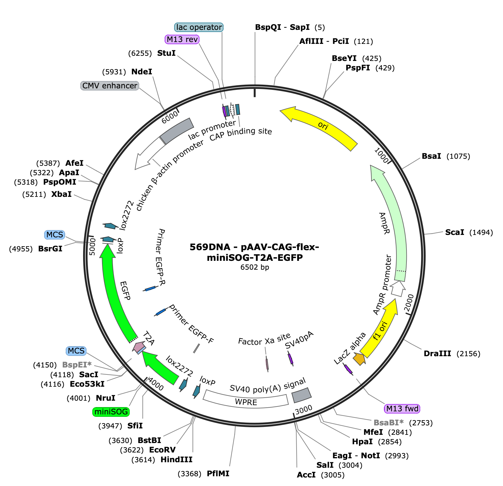 AAV-CAG-Flex-miniSOG-T2A-eGFP