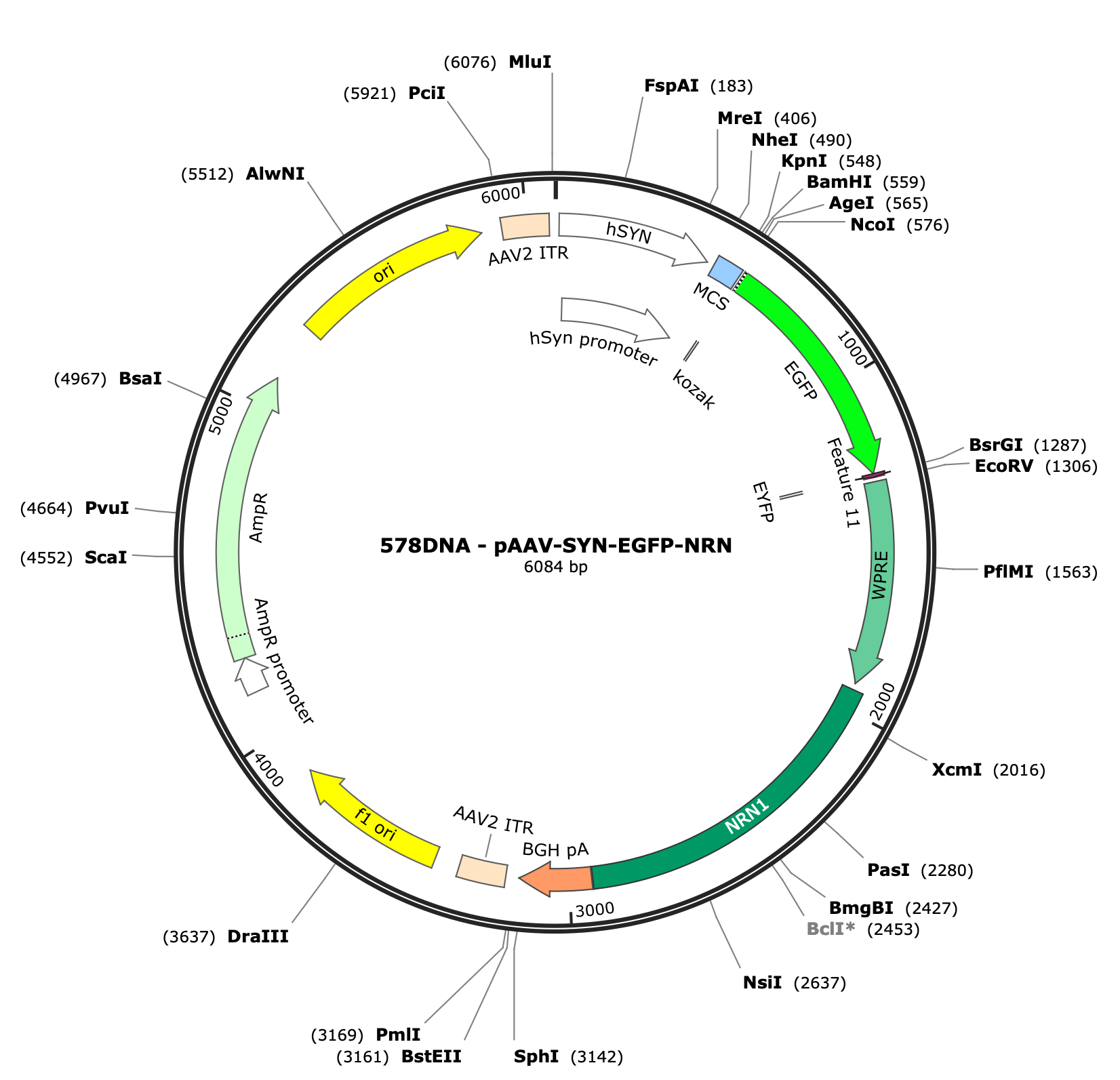 AAV-hSYN-EGFP-NRN