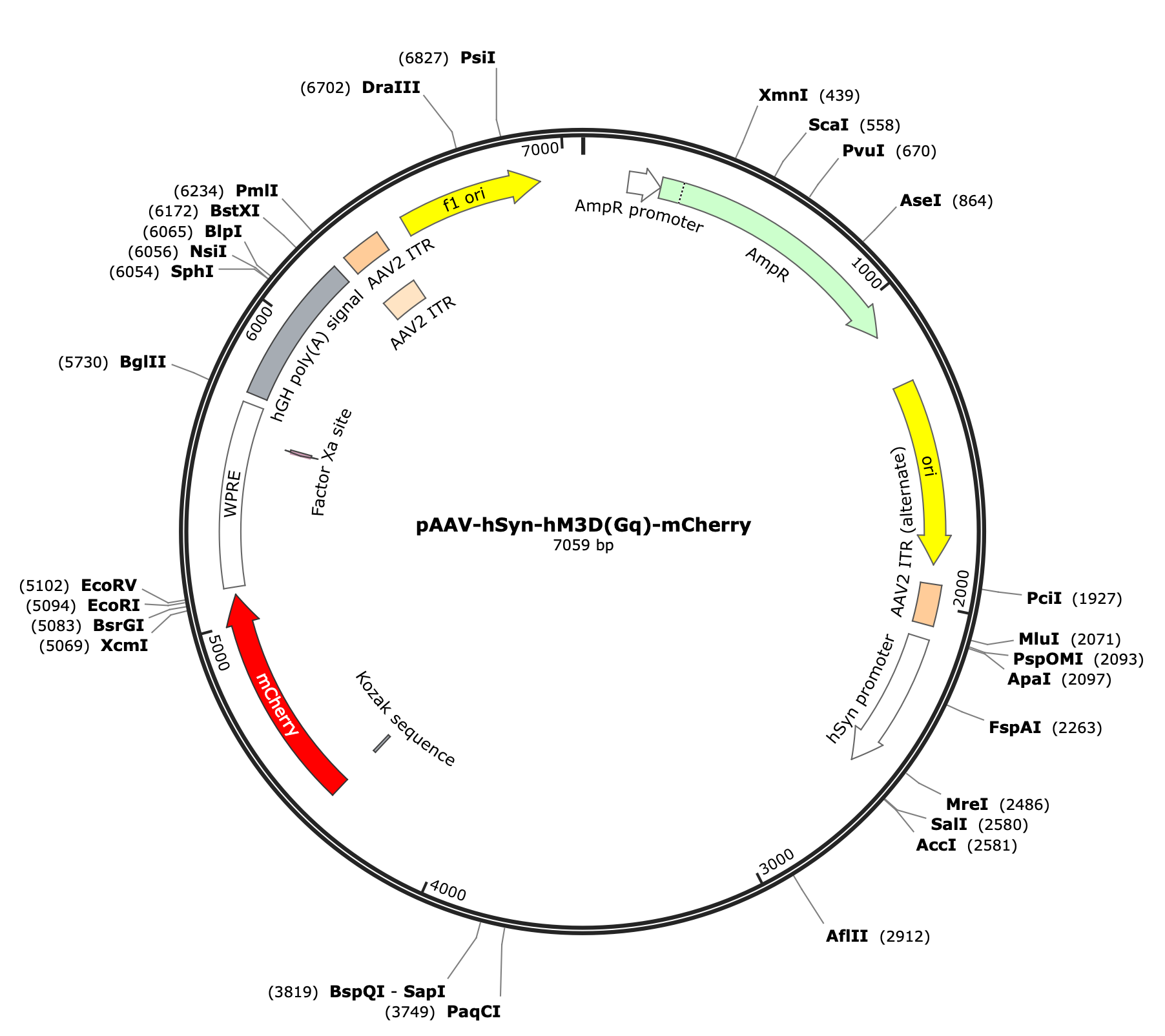 AAV-hSyn-hM3D(Gq)-mCherry