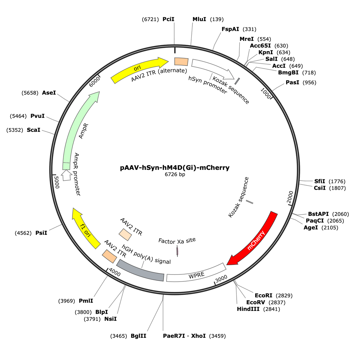 AAV-hSyn-hM4D(Gi)-mCherry