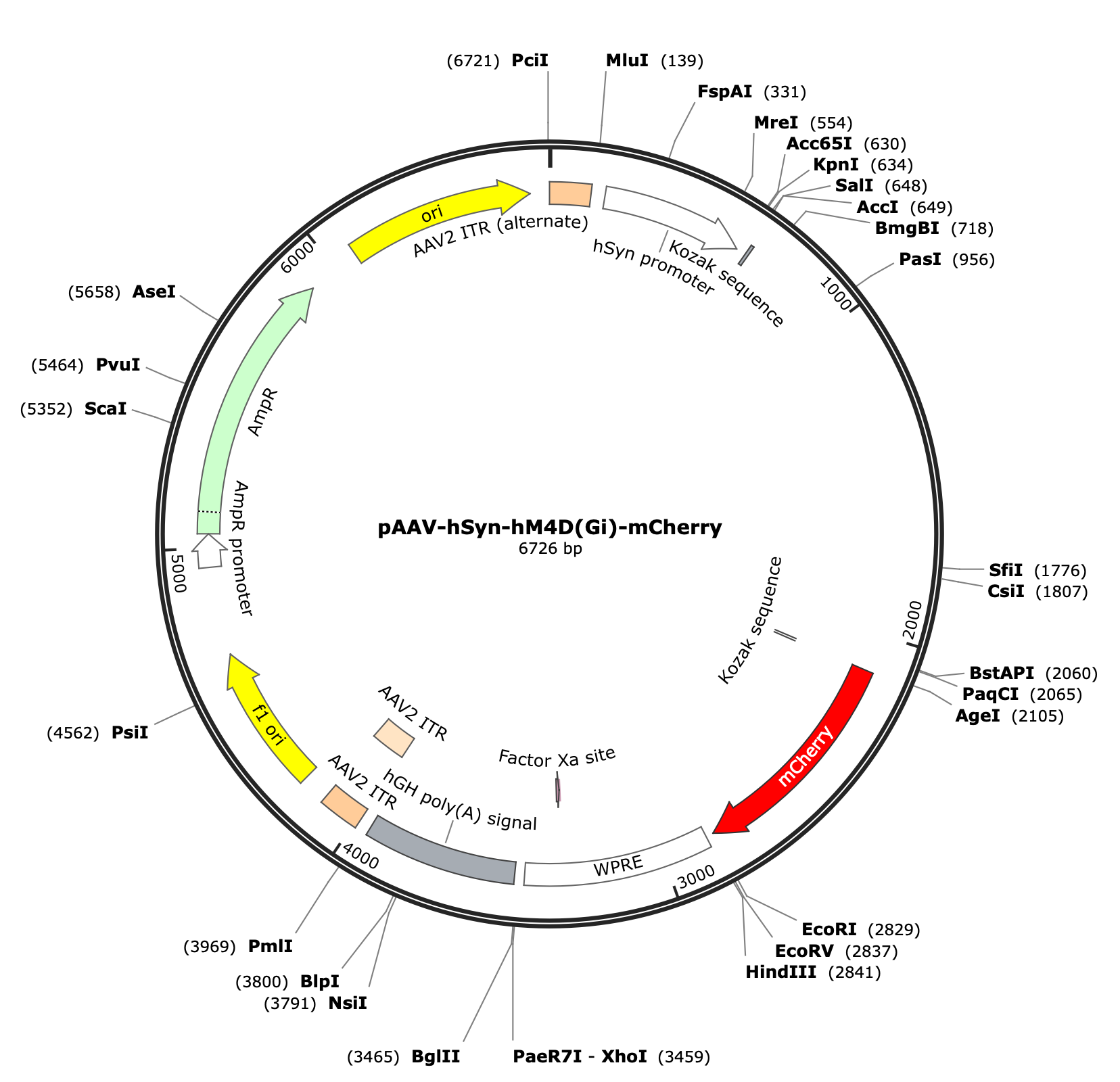 AAV-hSyn-hM4D(Gi)-mCherry