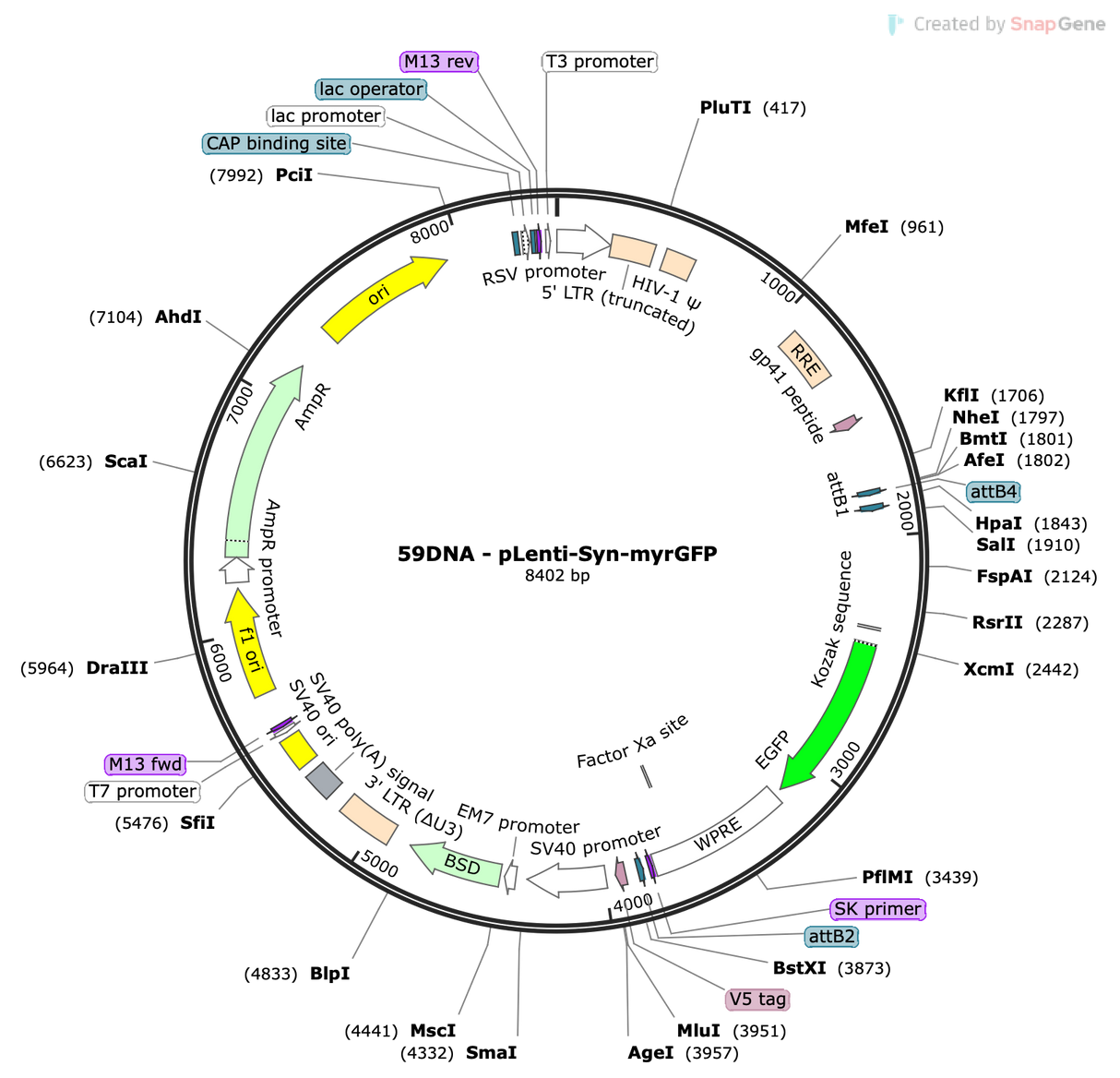 Lenti-Syn-myrGFP