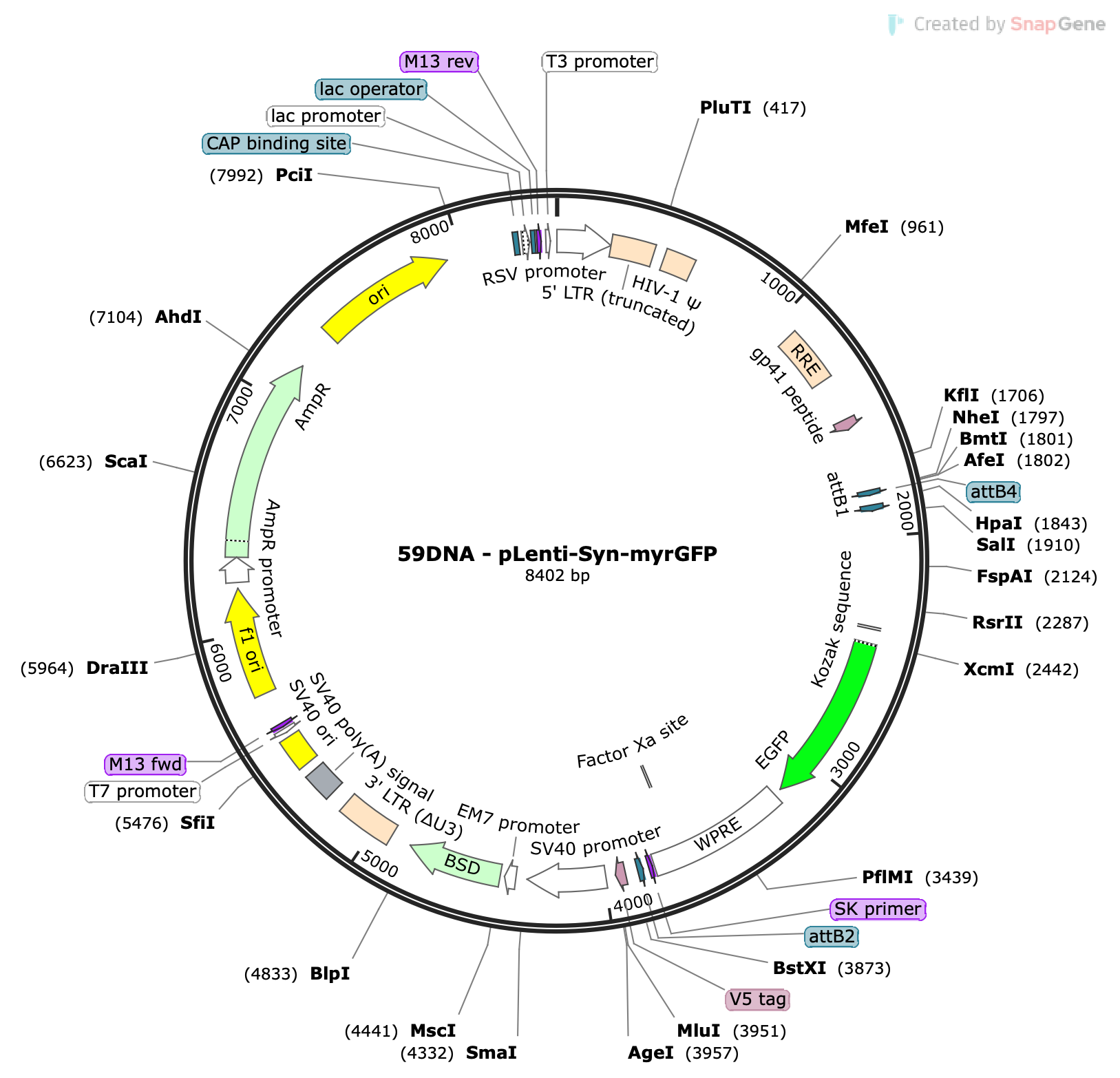 Lenti-Syn-myrGFP