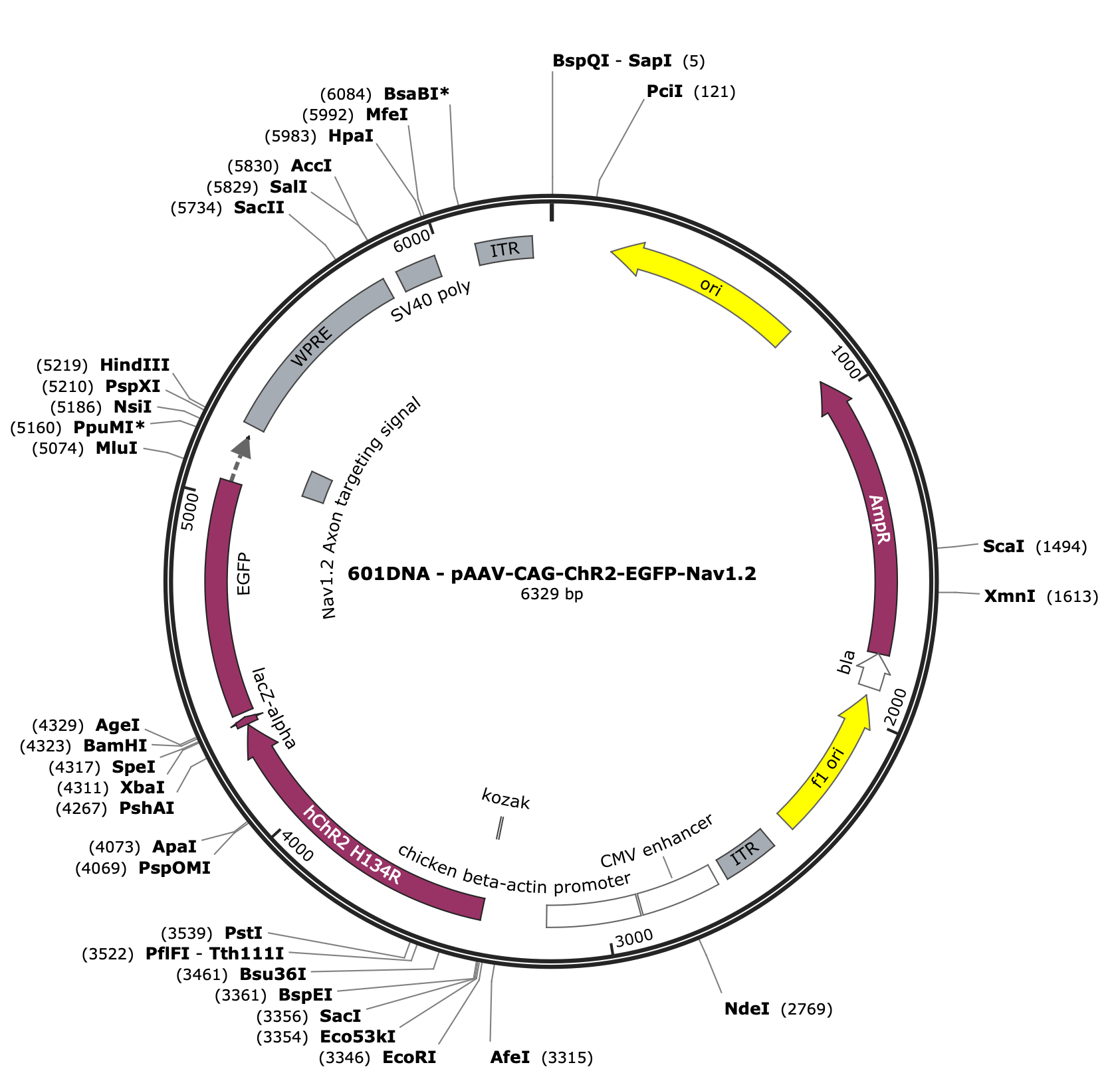 AAV-CAG-ChR2-EGFP-Nav1.2