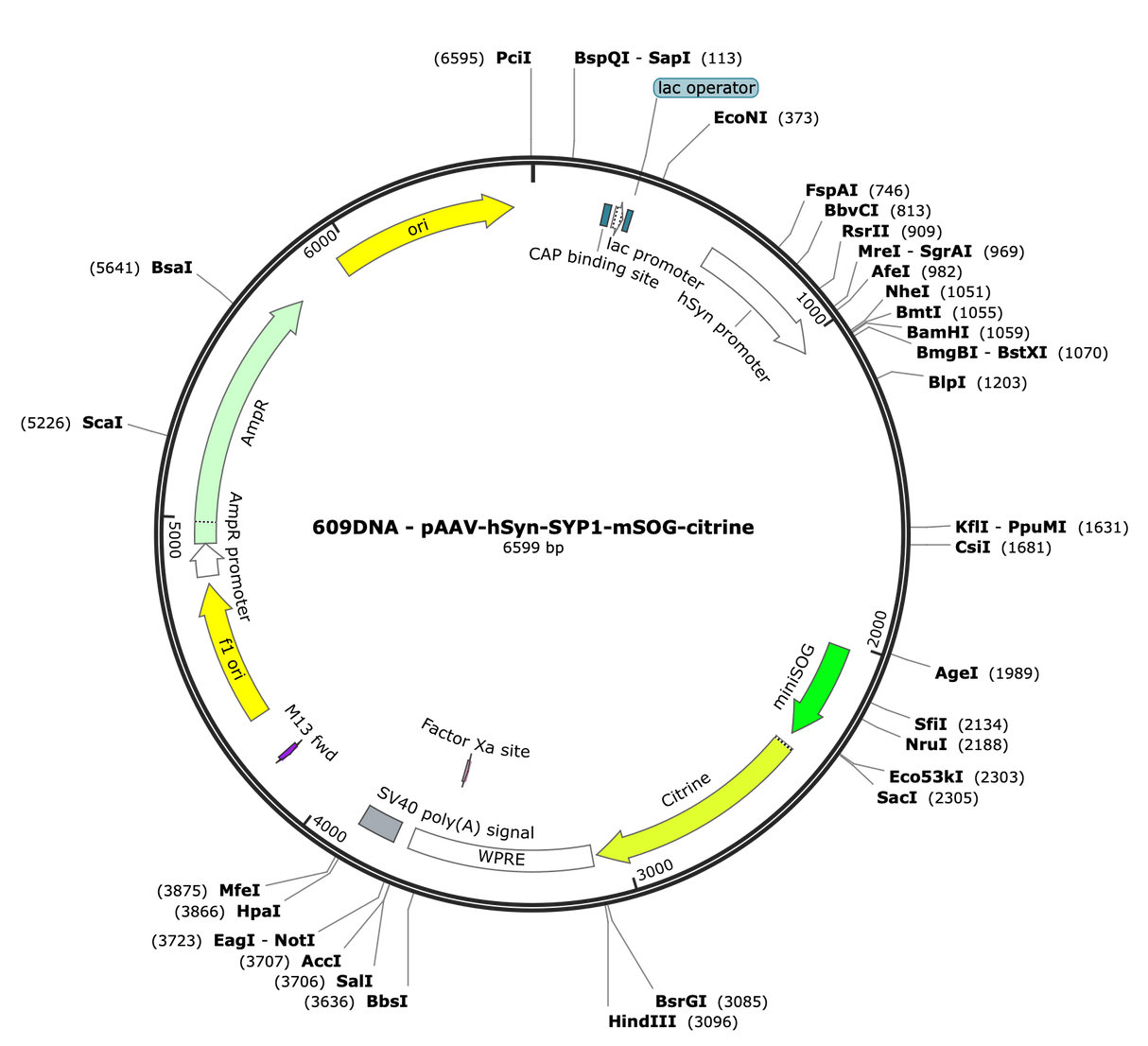 AAV-hSYN-SYP1-mSOG-citrine