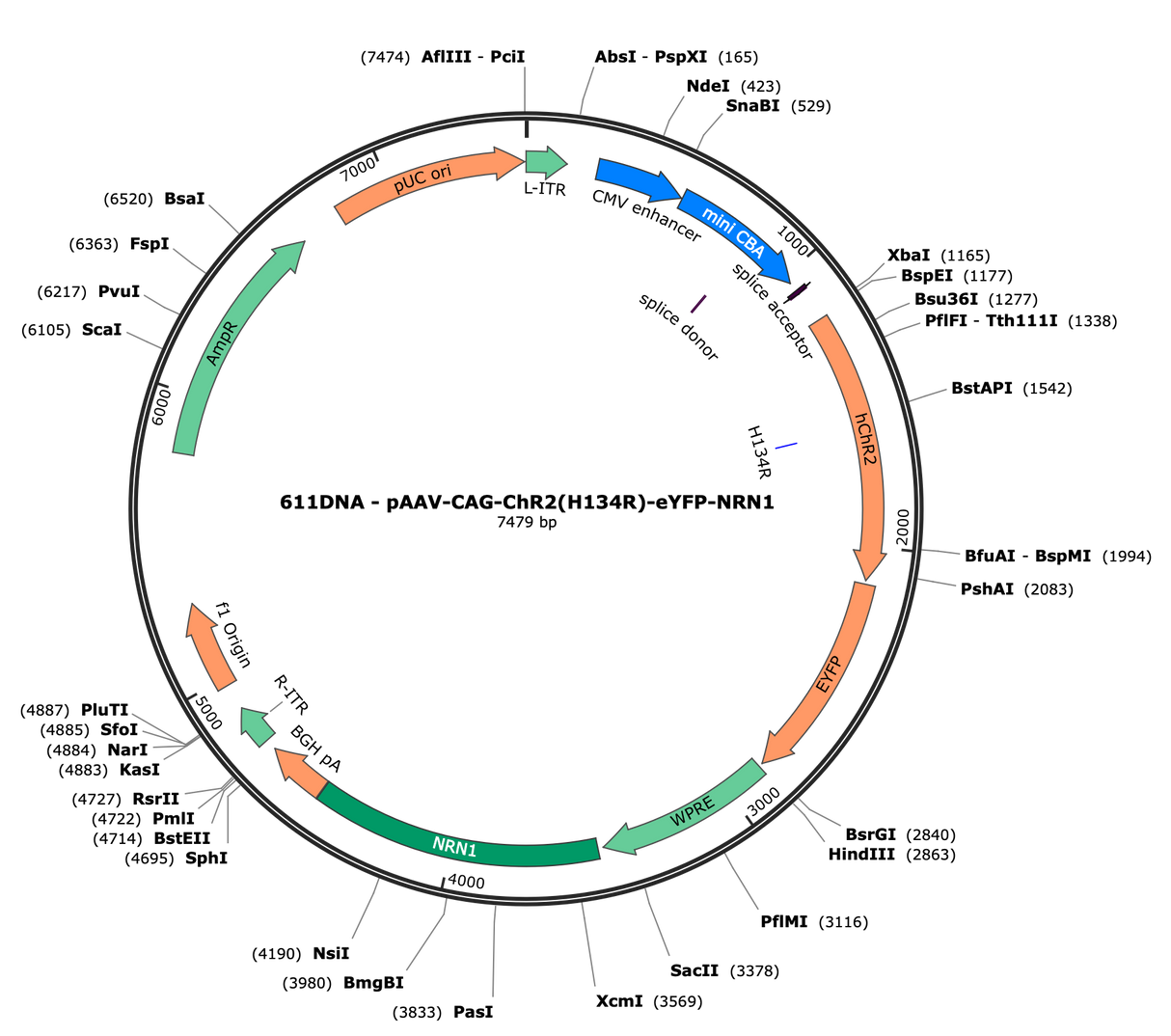AAV-CAG-ChR2(H134R)-EYFP-NRN1