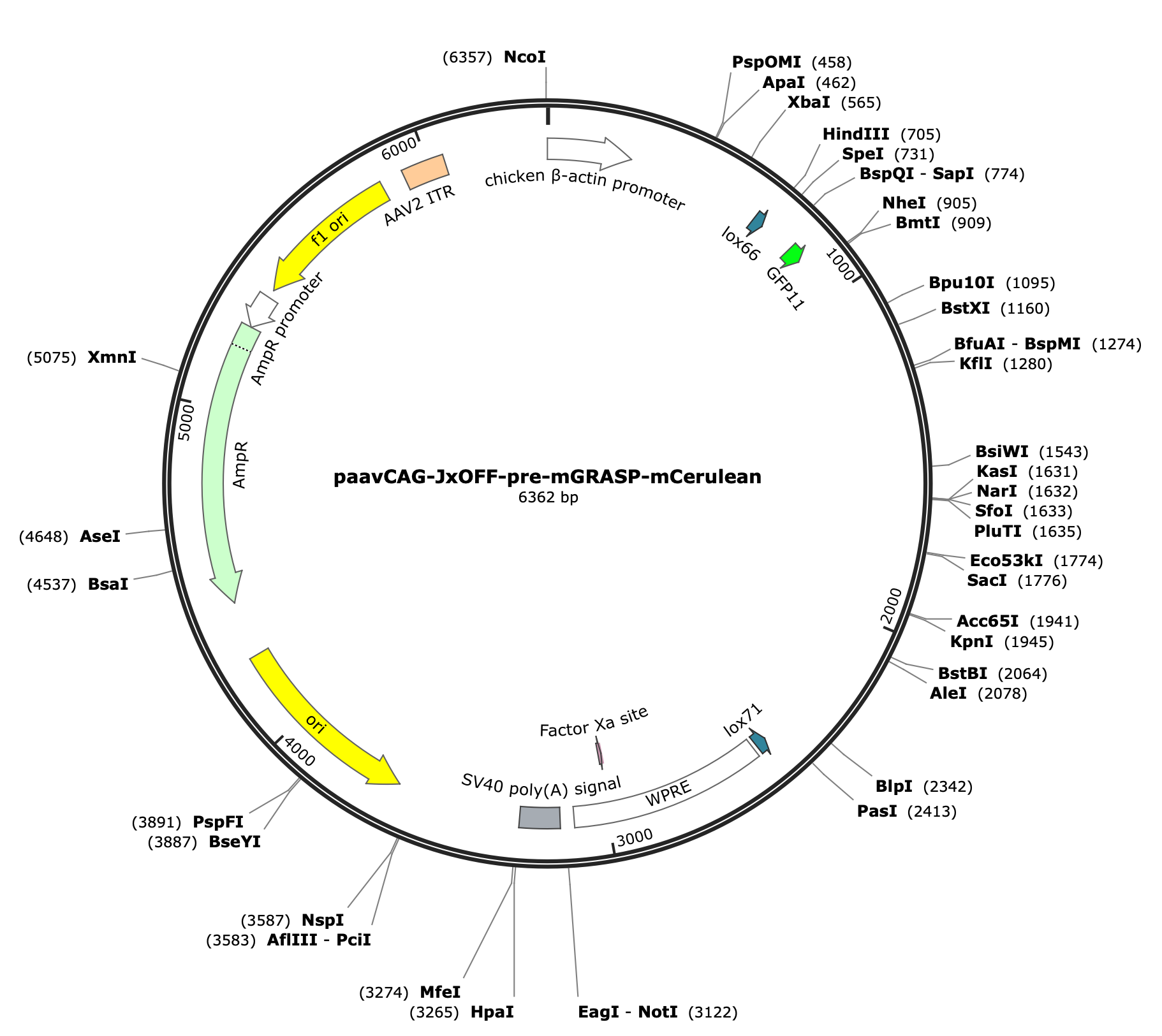 AAV-CAG-JxOFF-pre-mGRASP-mCerulean