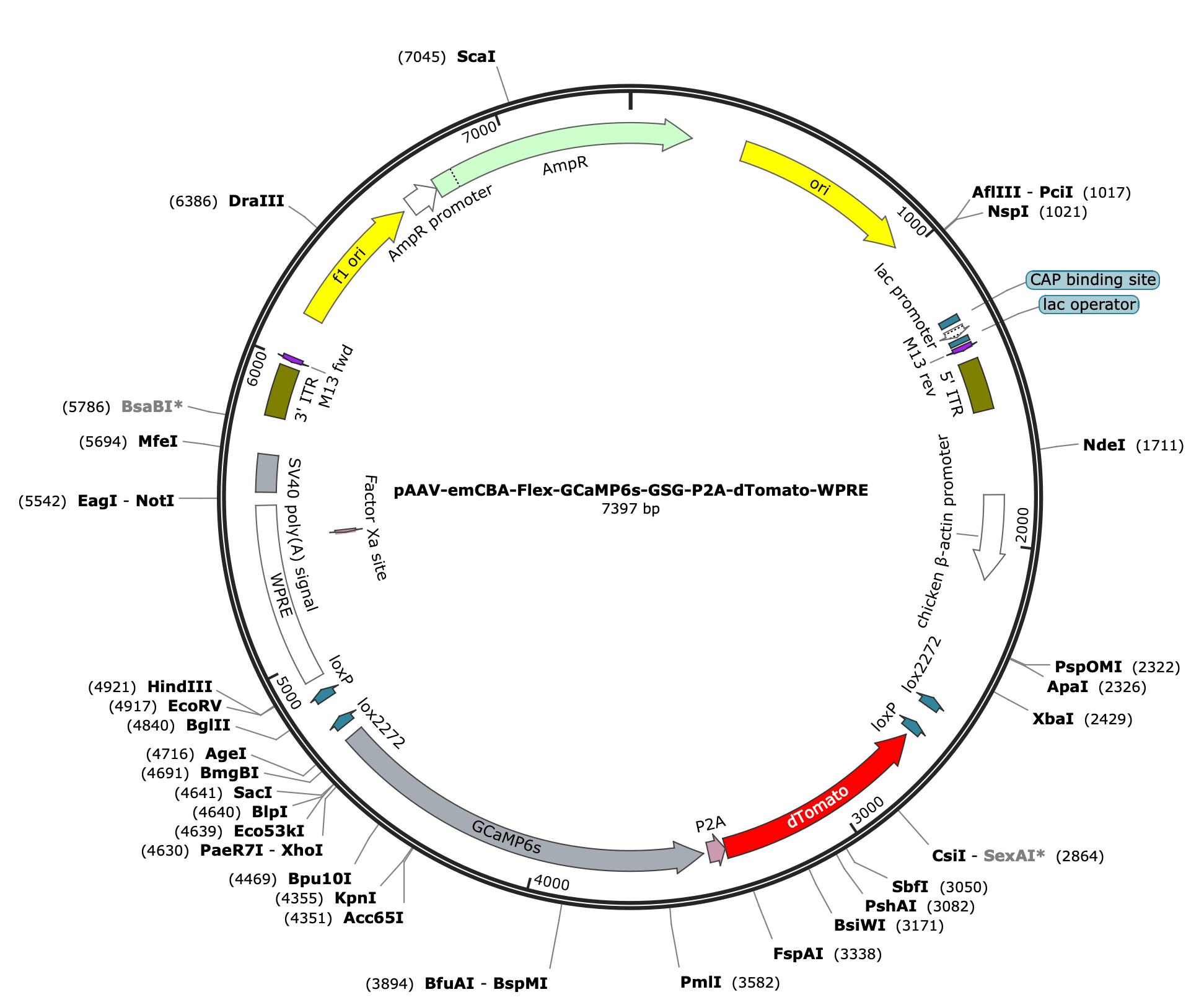 AAV-CAG-Flex-GCaMP6s-GSG-P2A-dTomato