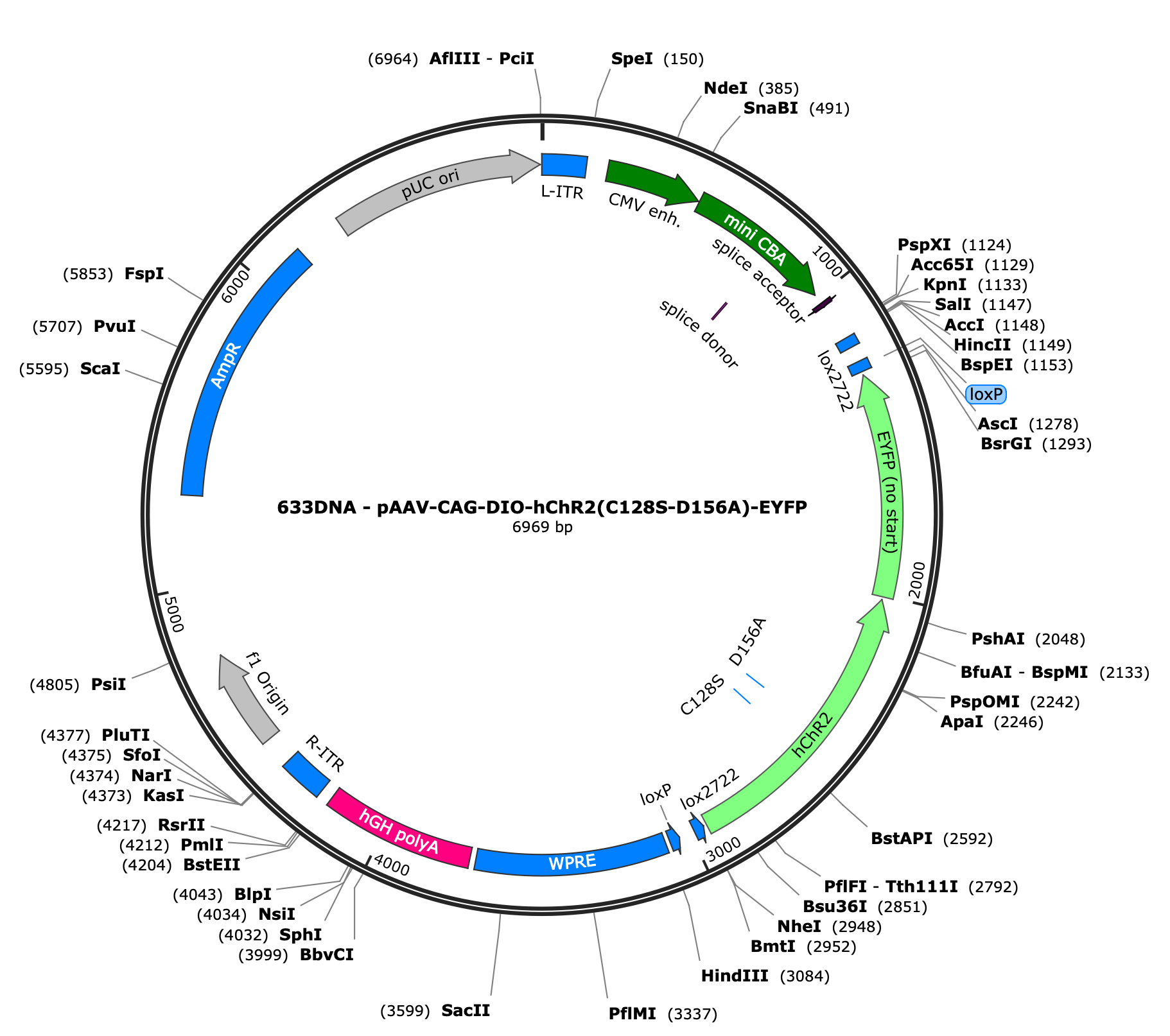 AAV-CAG-DIO-hChR2(C128S-D156A)-EYFP