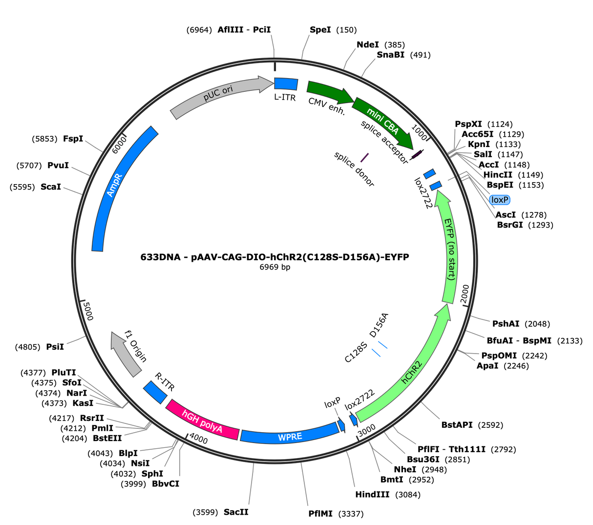 AAV-CAG-DIO-hChR2(C128S-D156A)-EYFP